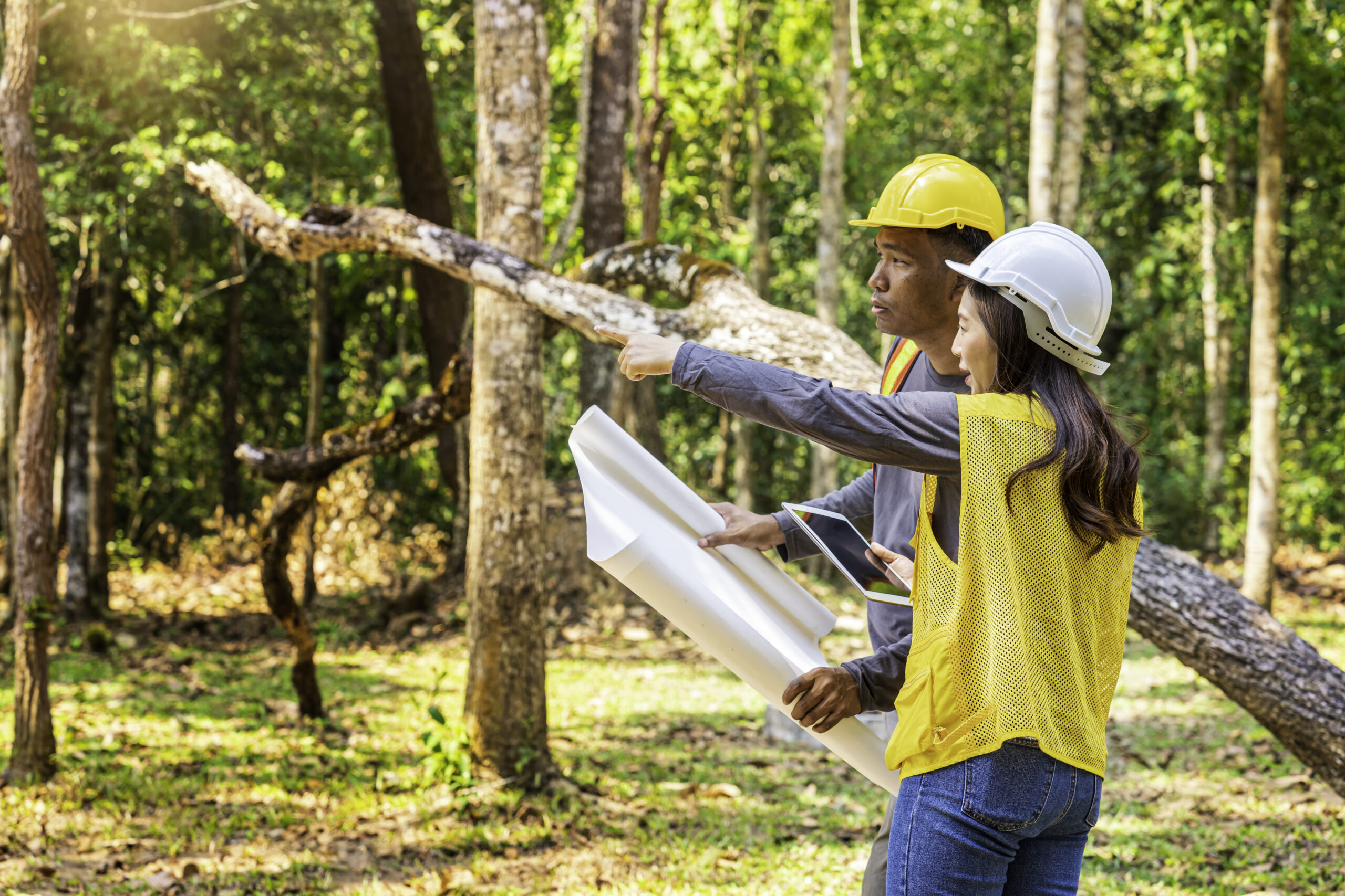 Nuovo modello di finanziamento potrebbe accelerare i progetti di diradamento forestale