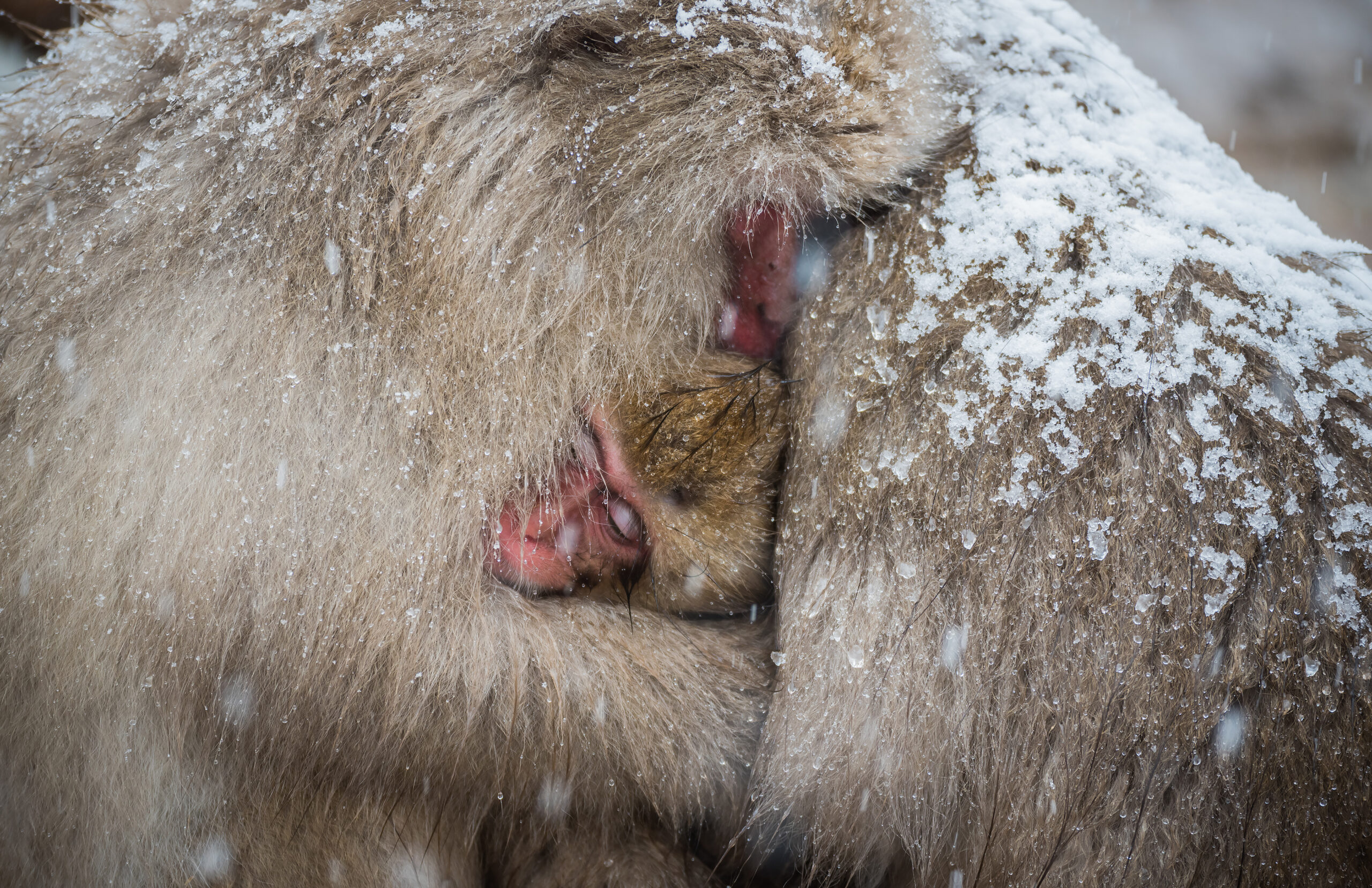 La febbre da fieno contribuì all’estinzione dei mammut nel post era glaciale. Studio