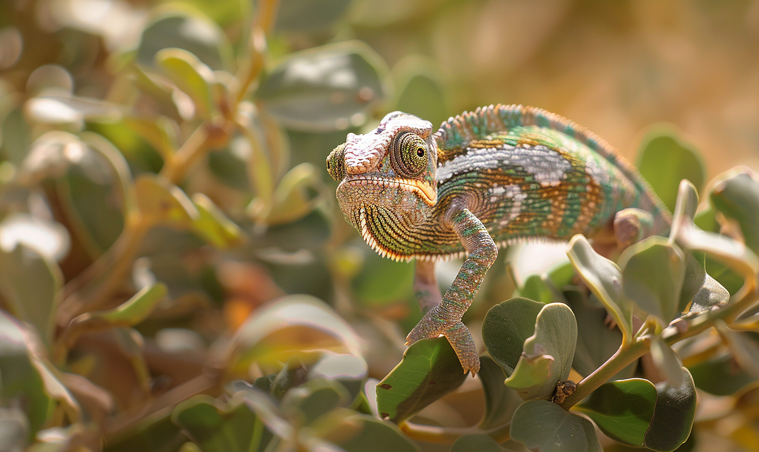 Nuova specie di camaleonte incredibilmente piccolo scoperta in Madagascar