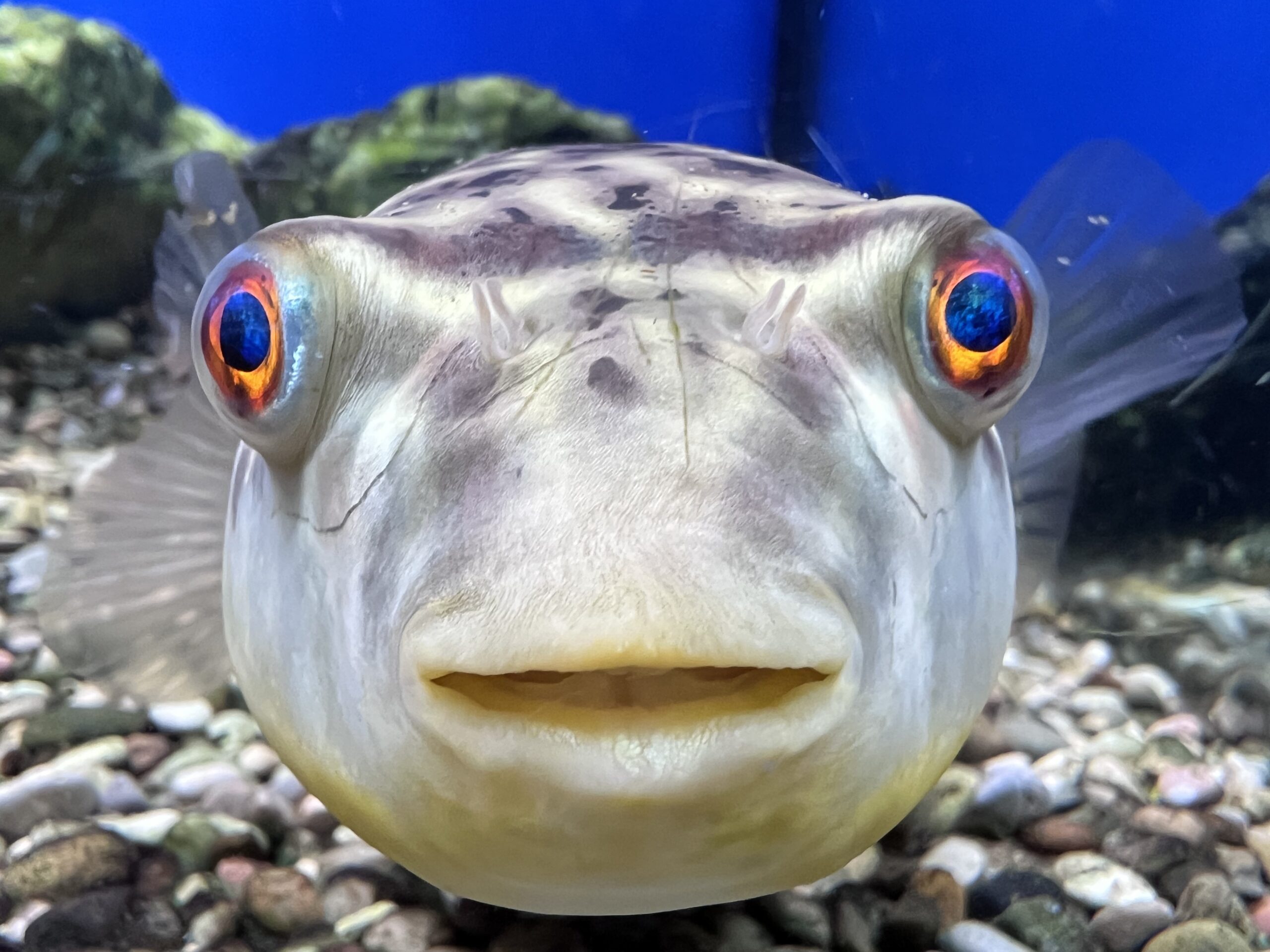 Nuova specie di pesce chiamata Grumpy Dwarfgoby. Ed è furioso