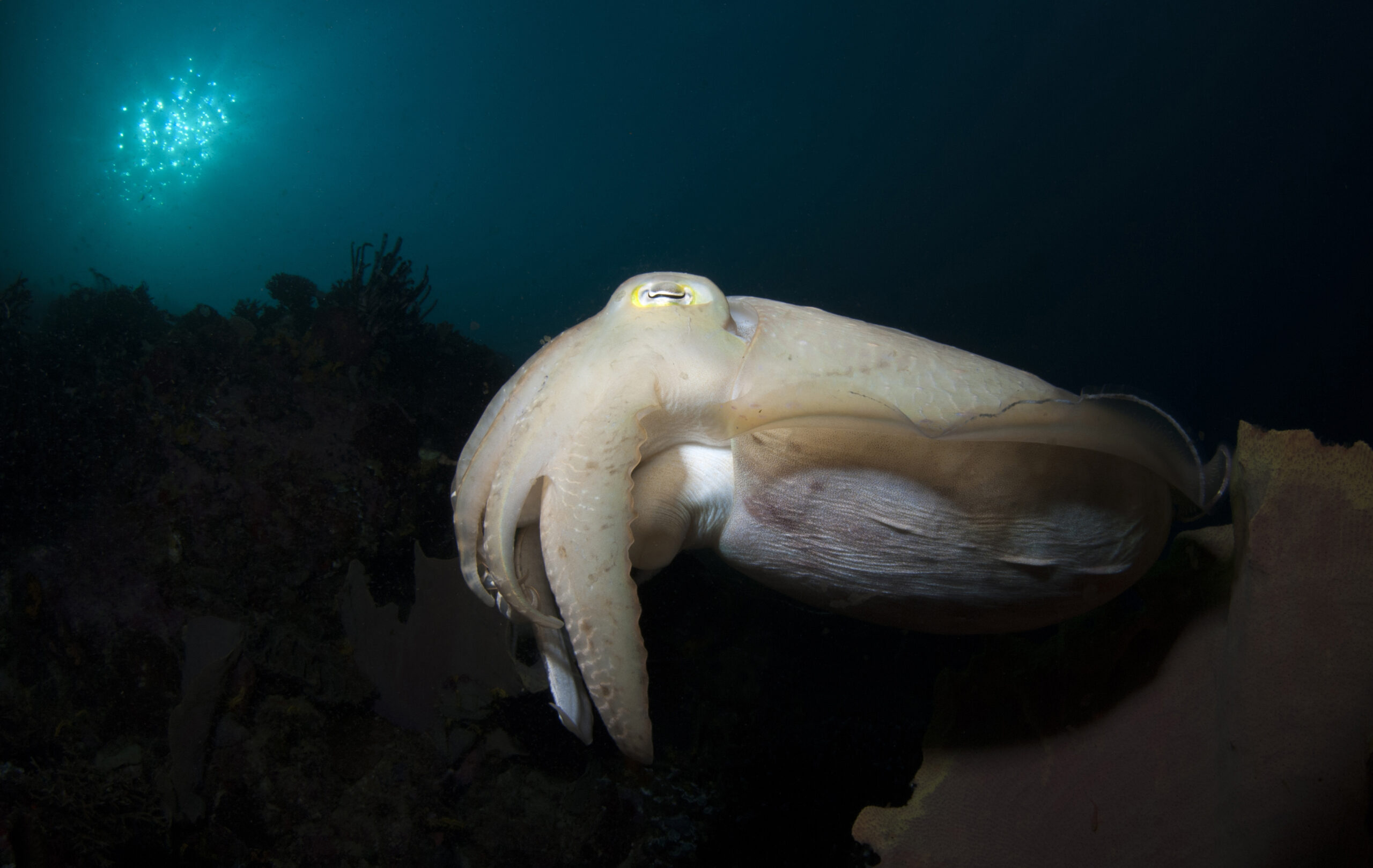 Filmato raro di calamaro Bigfin a 3.300 metri di profondità nel Pacifico