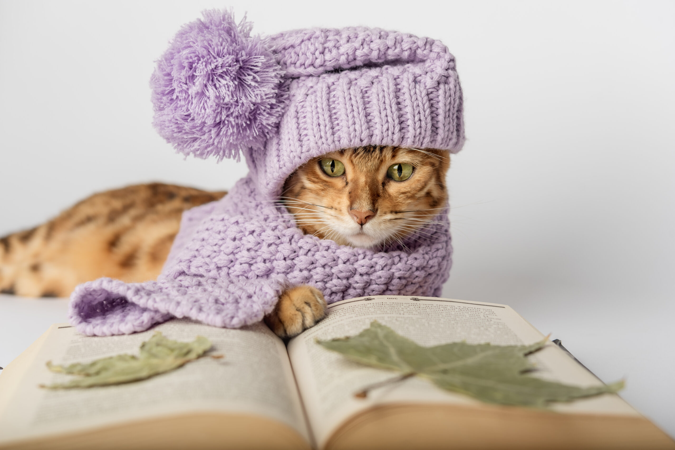 Gatti con adorabili cappelli all’uncinetto. Aiutano i ricercatori a studiare il dolore cronico