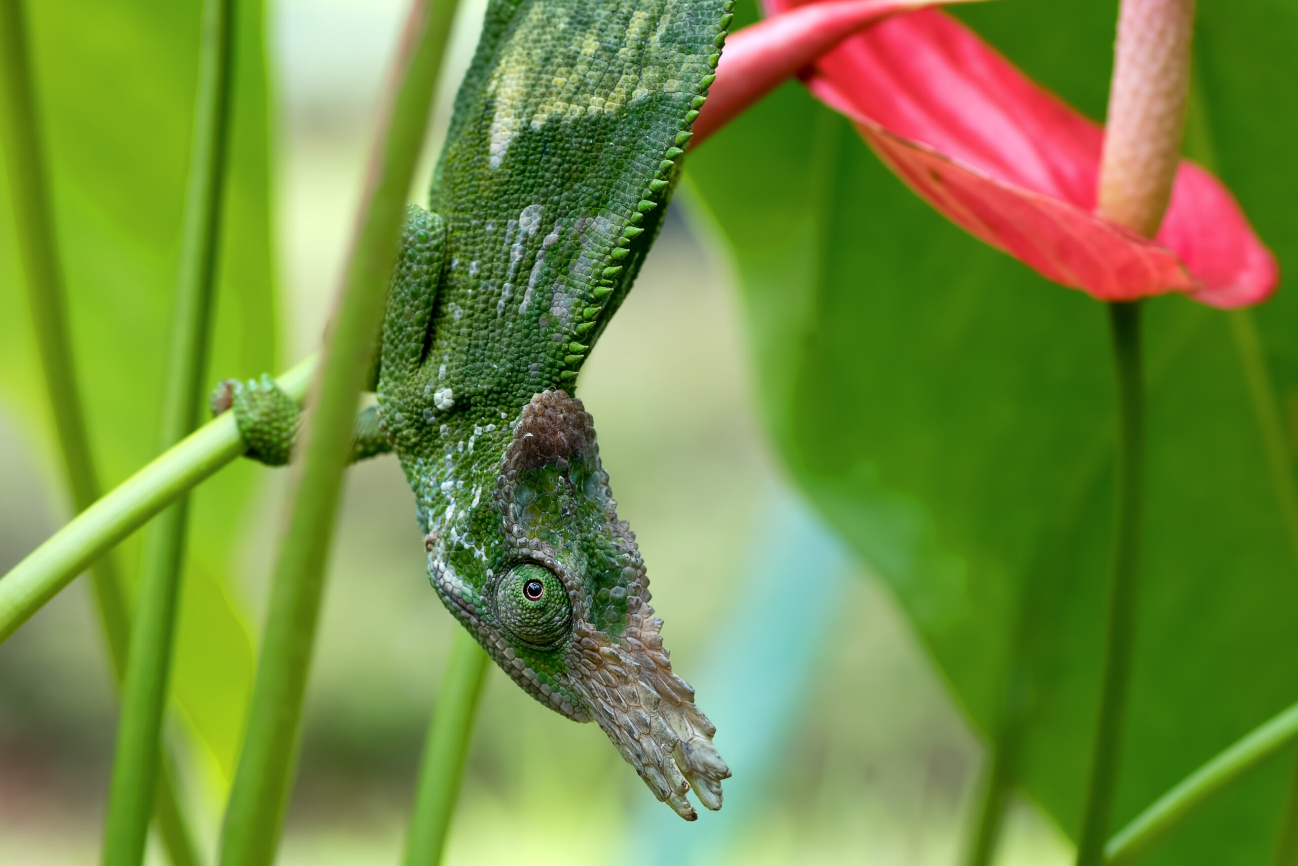 Scoperta nuova specie di camaleonte incredibilmente piccolo in Madagascar