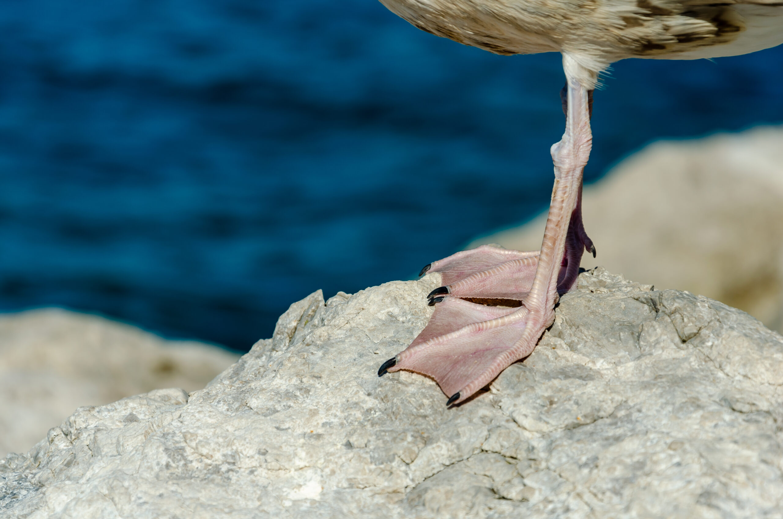 Pesce alato usa gambe simili a lingue per assaggiare il fondale marino. Sì, davvero