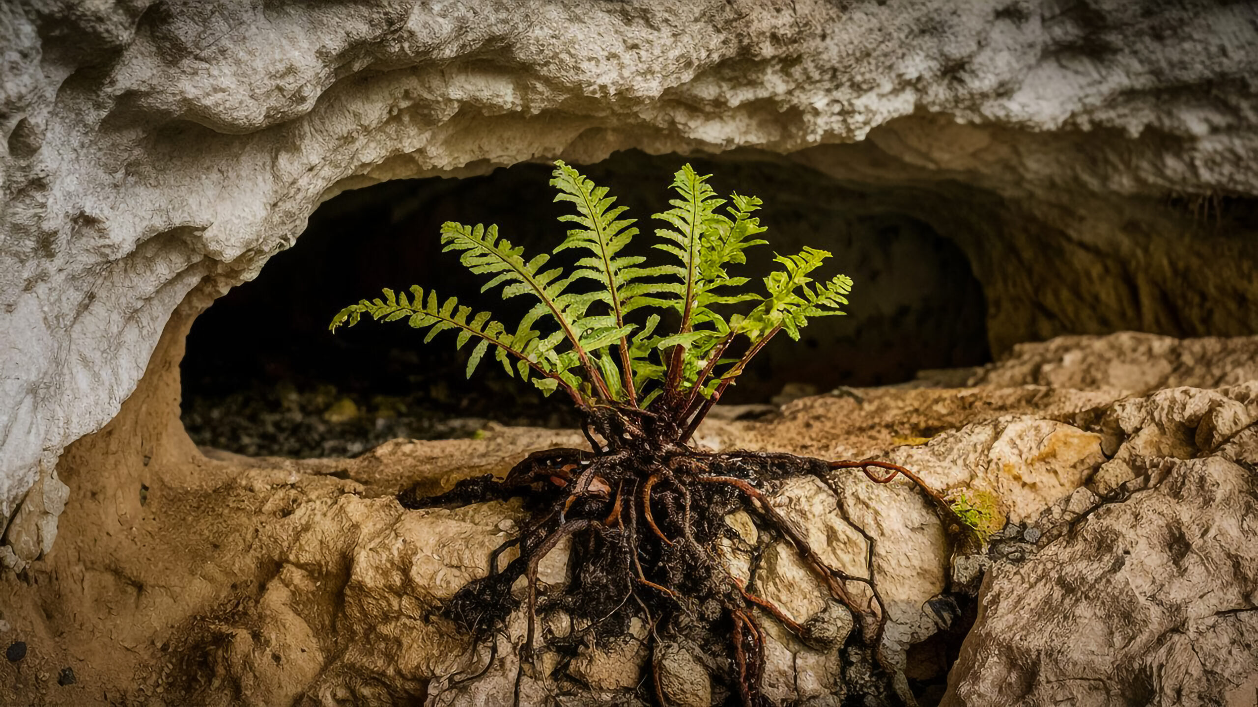 Scienziati fanno rinascere albero biblico millenario da seme trovato in una grotta della Giudea