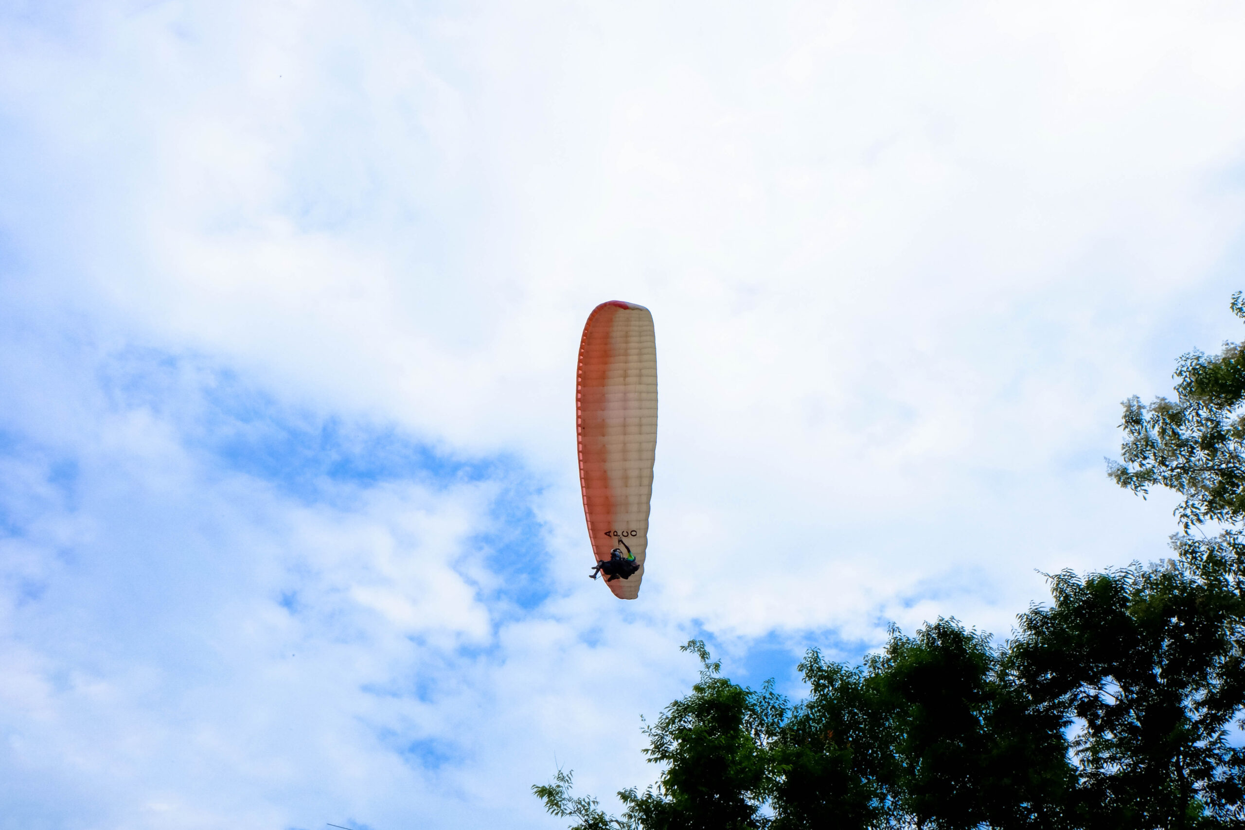 Qual è l'uccello volante più alto del mondo