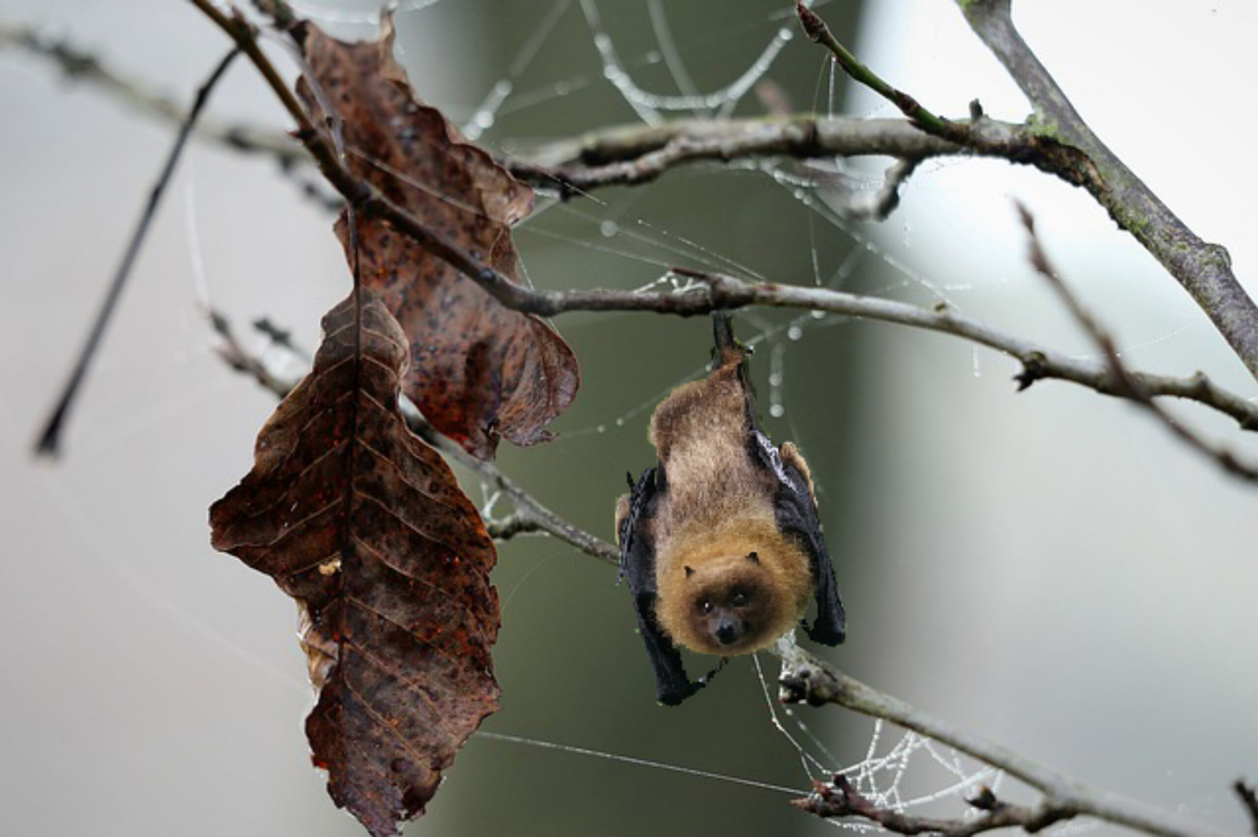 I pipistrelli vampiro si spostano a nord con il riscaldamento climatico