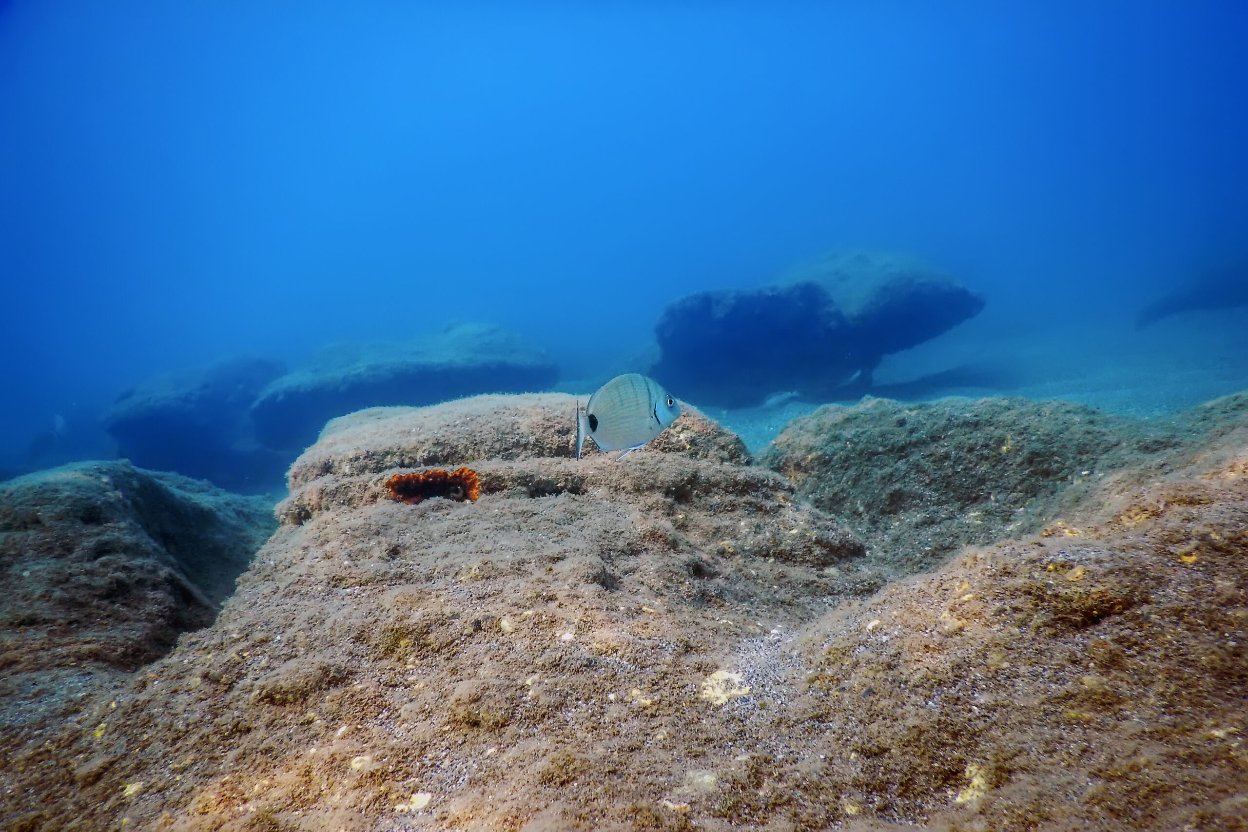 Oceano nascosto sotto la superficie di Miranda