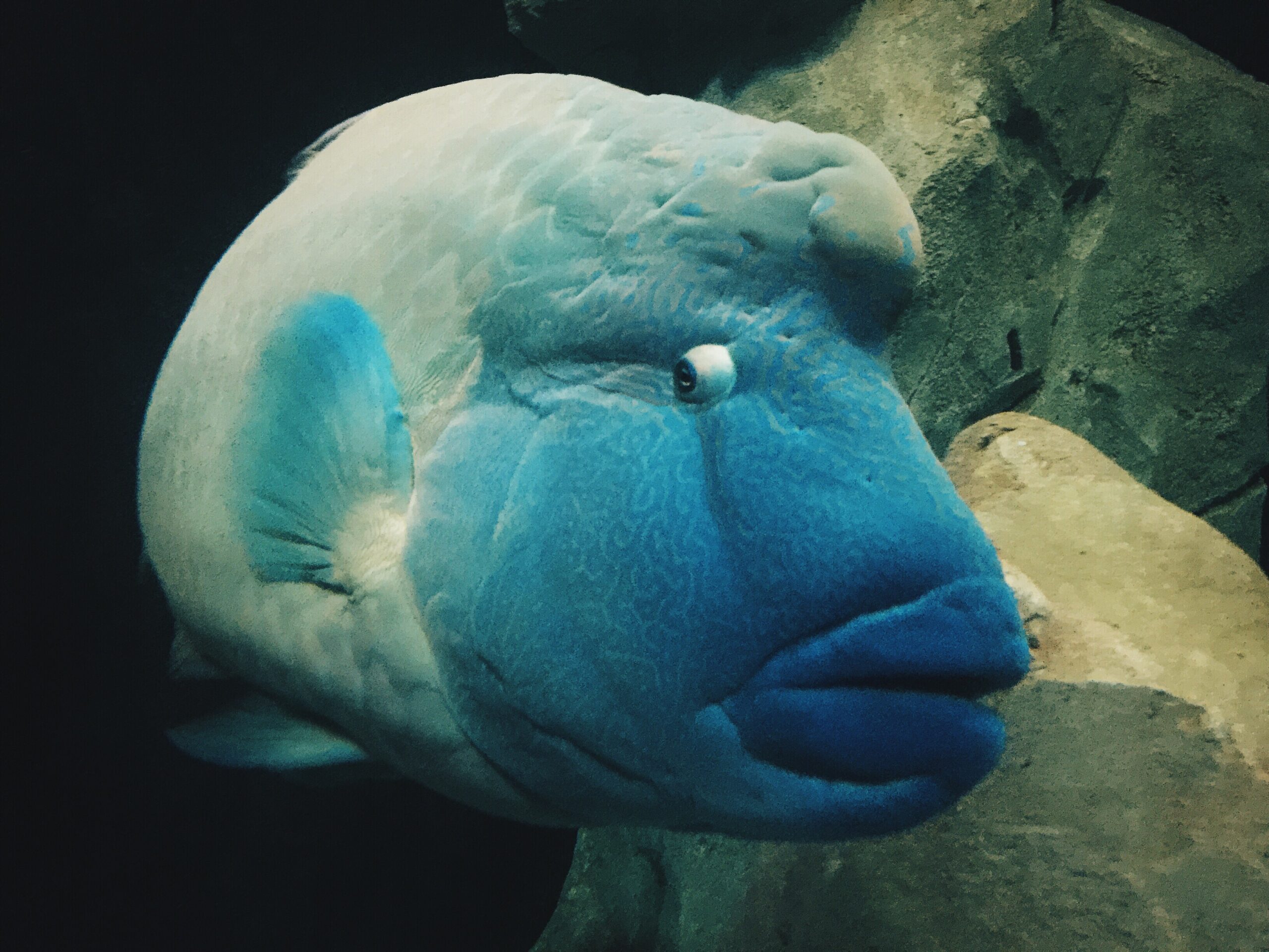 Incredibilmente, un pescecane blu sopravvive a un'impalatura nel cranio da parte di un pesce spada