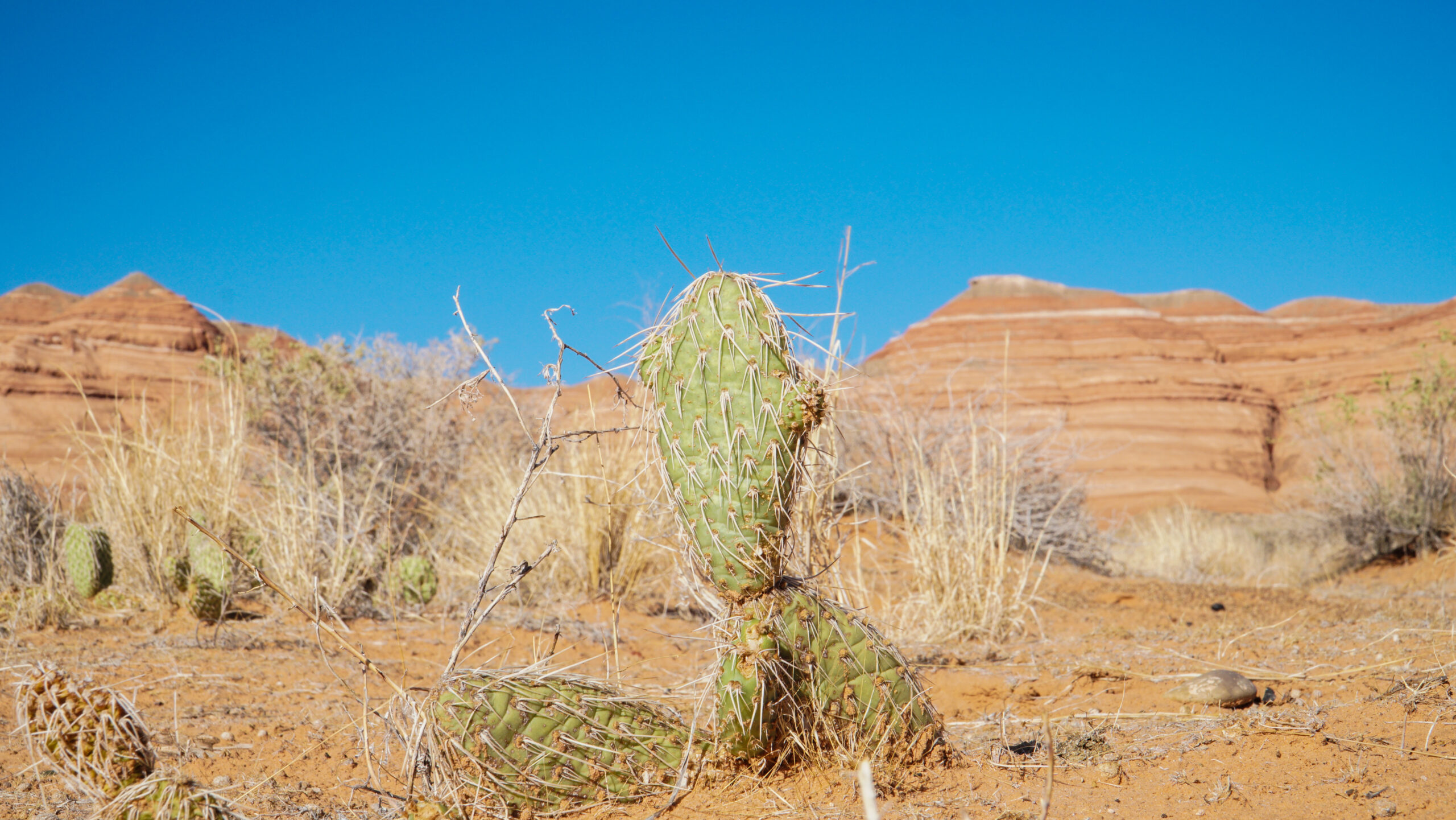 Come si sono formate queste strane strutture nel deserto dell'Australia occidentale?