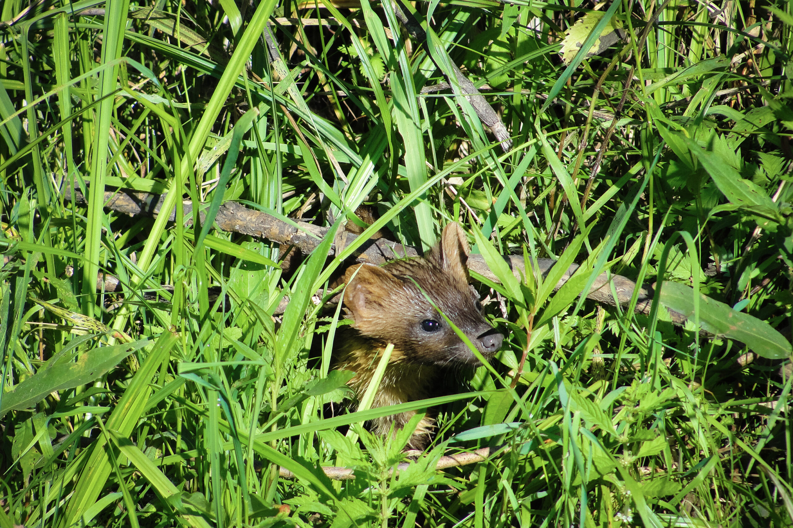 Ratti giganti in piccoli gilet addestrati per individuare fauna selvatica trafficata illegalmente