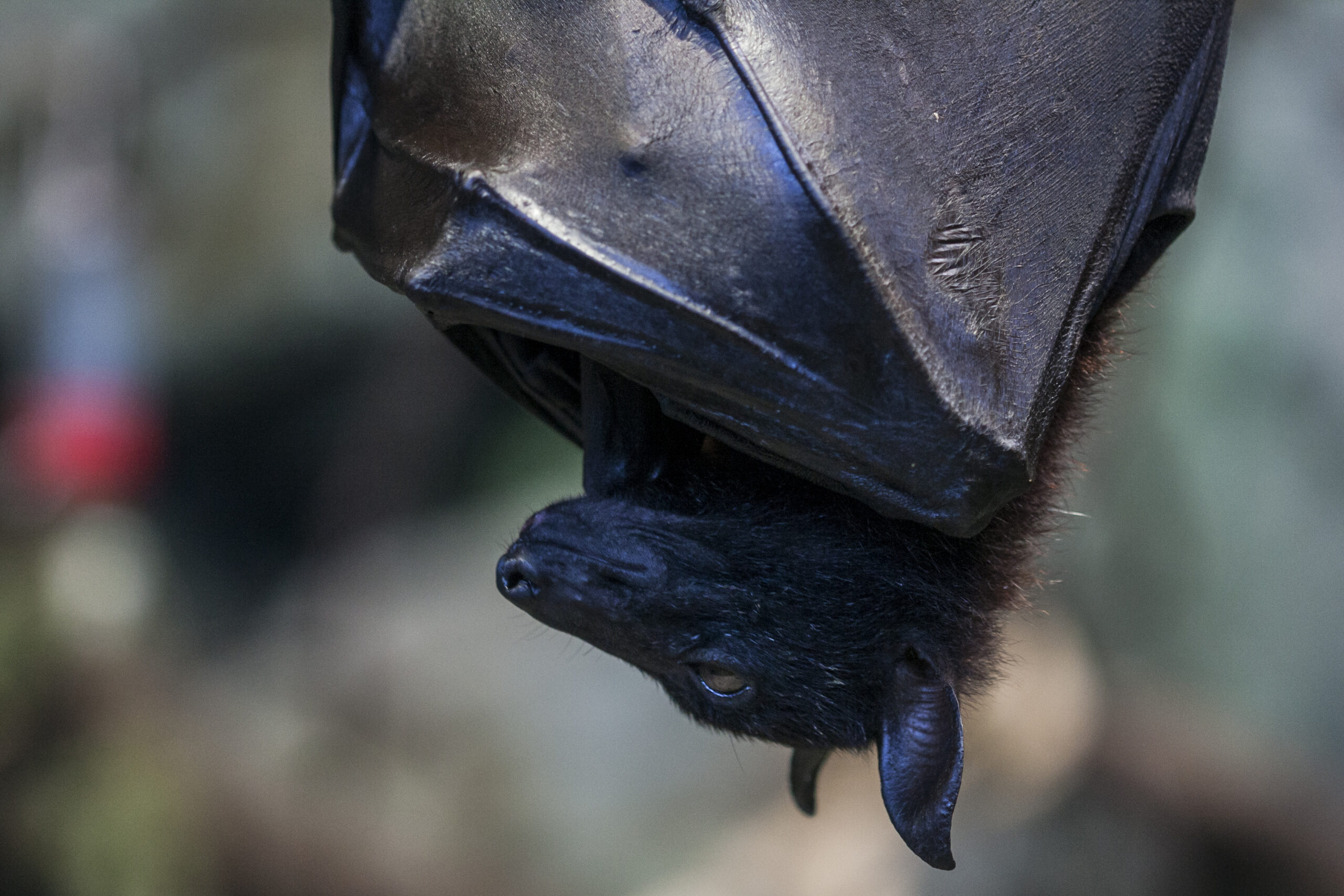 Pipistrelli: maestri di ecolocalizzazione, ciechi ma inarrestabili