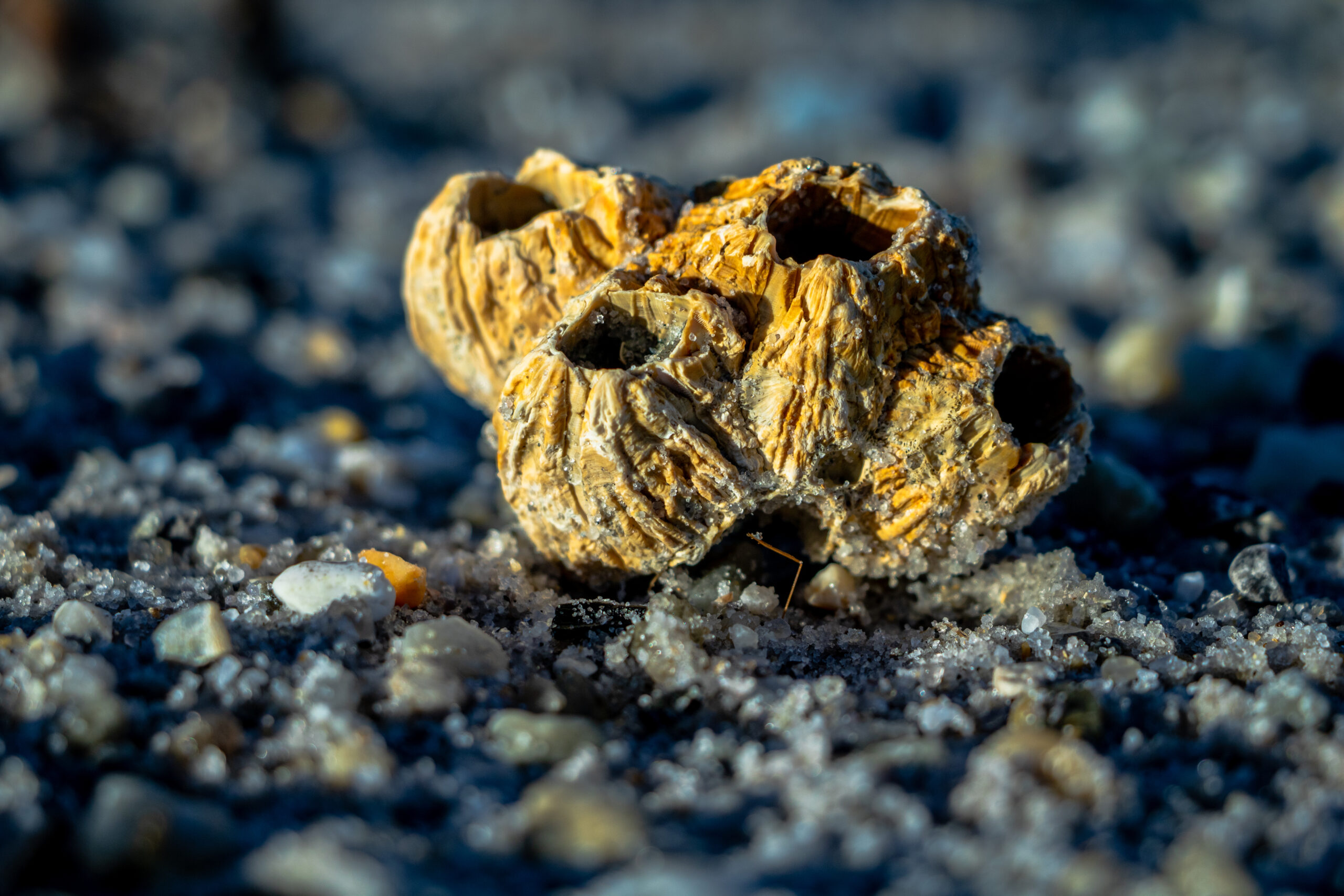 Fossili rari di pirite rivelano tessuti molli di creatura marina di 450 milioni di anni fa