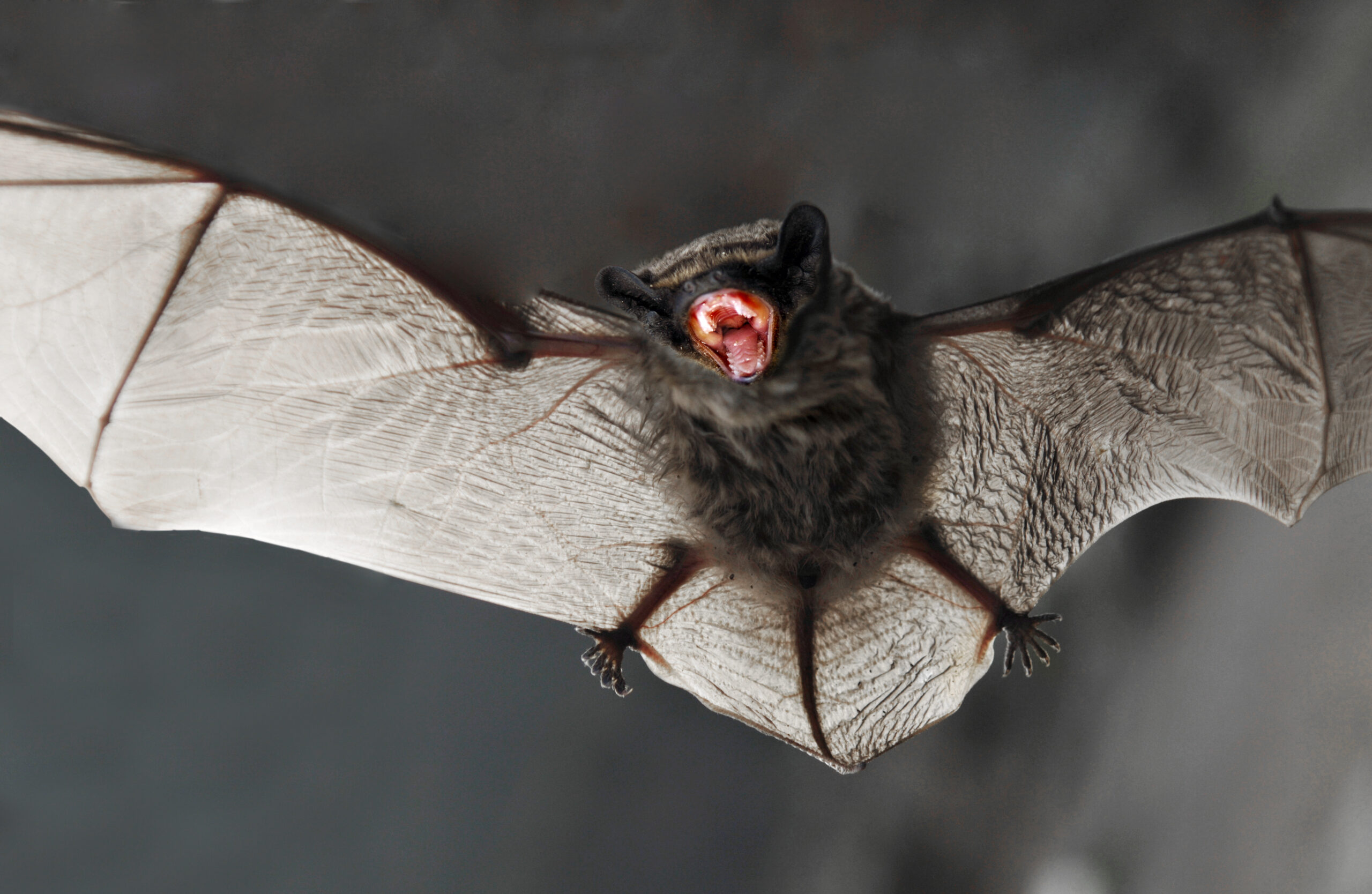 Adattamenti e relazioni uniche dei pipistrelli vampiro