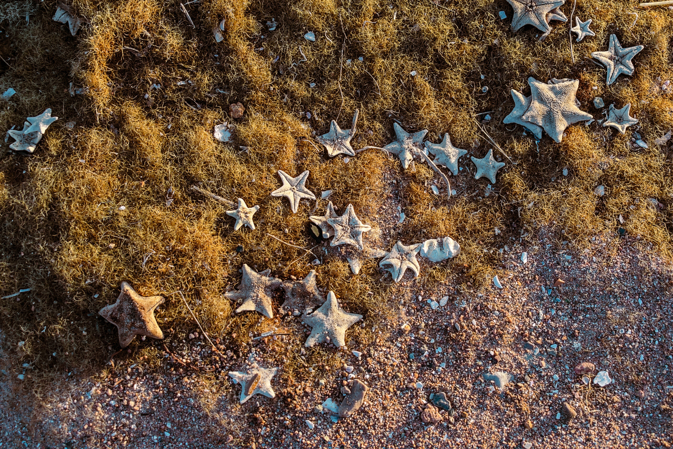 Fossili giurassici svelano sorpresa delle stelle marine. Cambiano le linee temporali evolutive