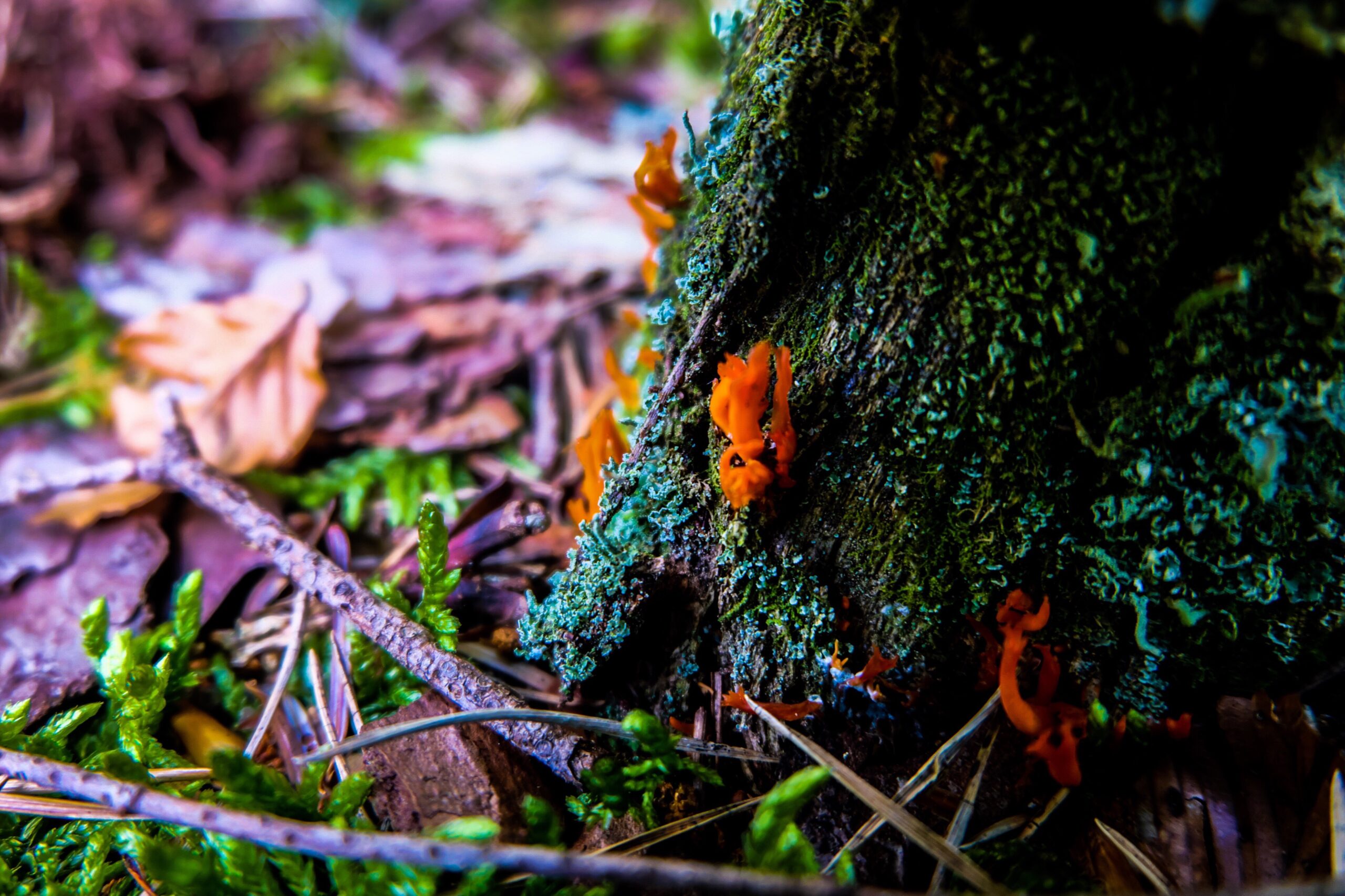 Gli insetti cambiano colore. La distruzione delle foreste da parte dell'uomo è la causa