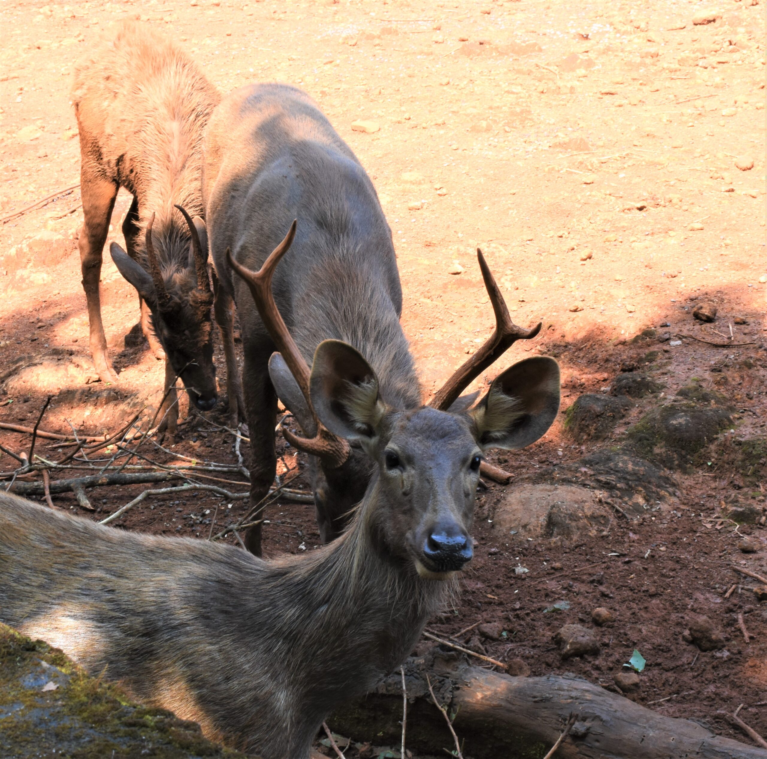 Nasce un bongo di montagna in pericolo critico al Woburn Safari Park