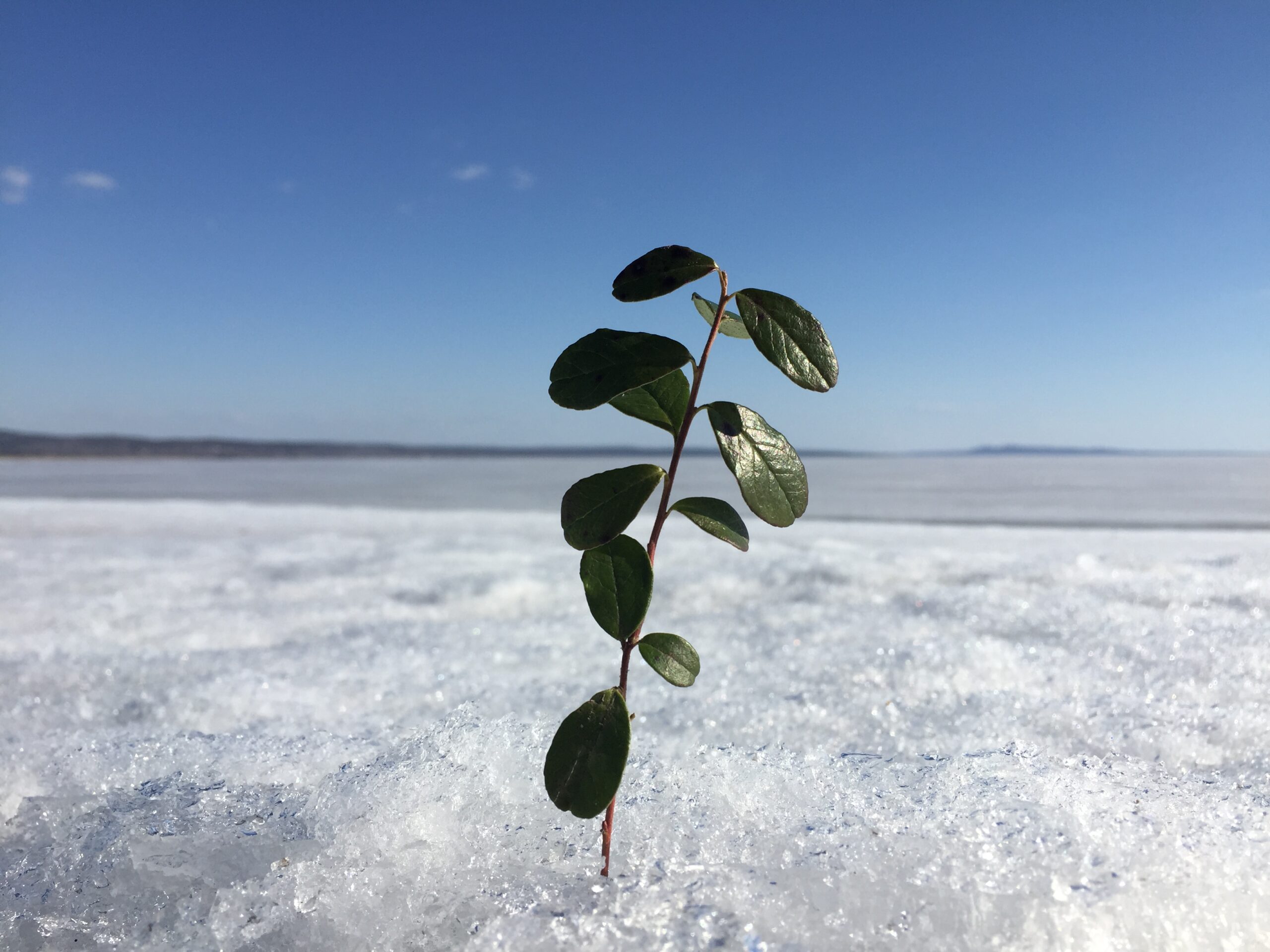 Risveglio smeraldo dell'Antartide. L'incredibile aumento della vita vegetale nel continente ghiacciato