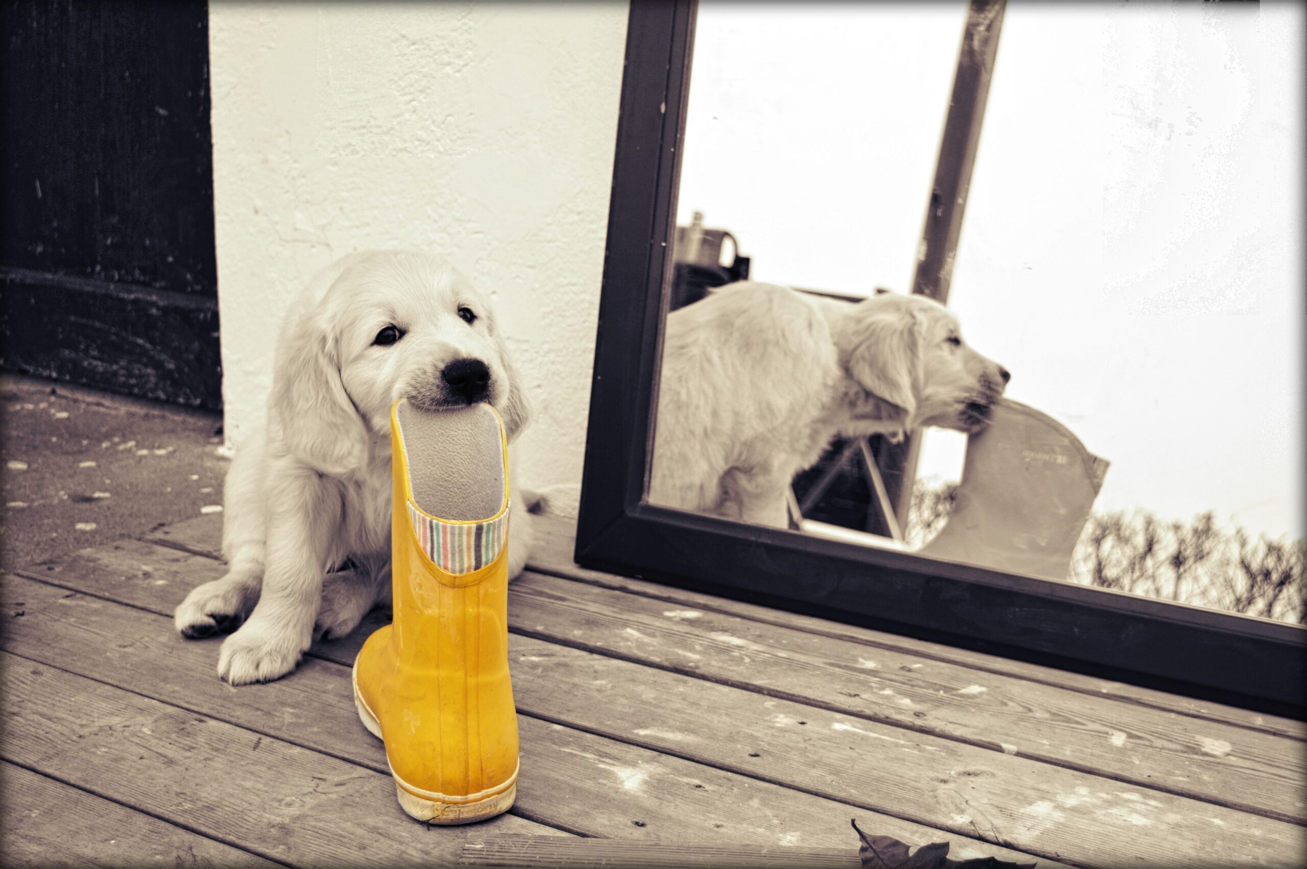 Sebbene non carini come i cani, i ratti giganti eccellono nel fiutare merci illecite