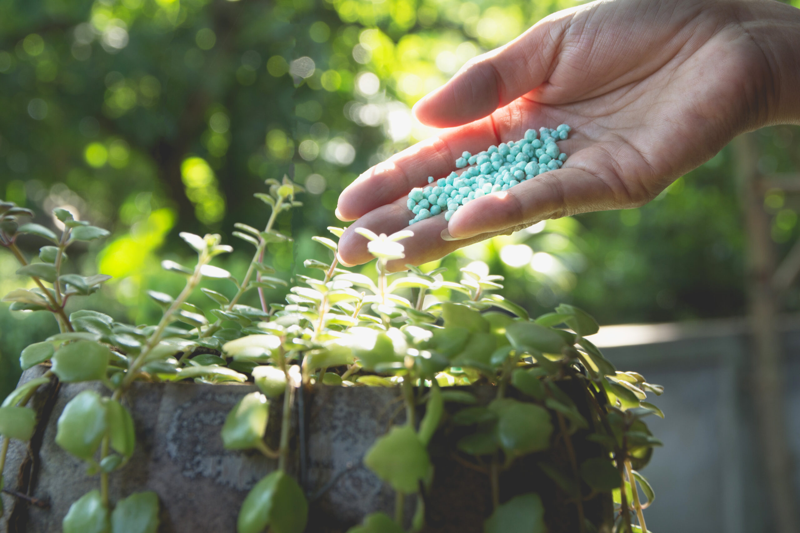 Giardino dei guadagni: trasformare le piante in biofabbriche di integratori per l'allenamento