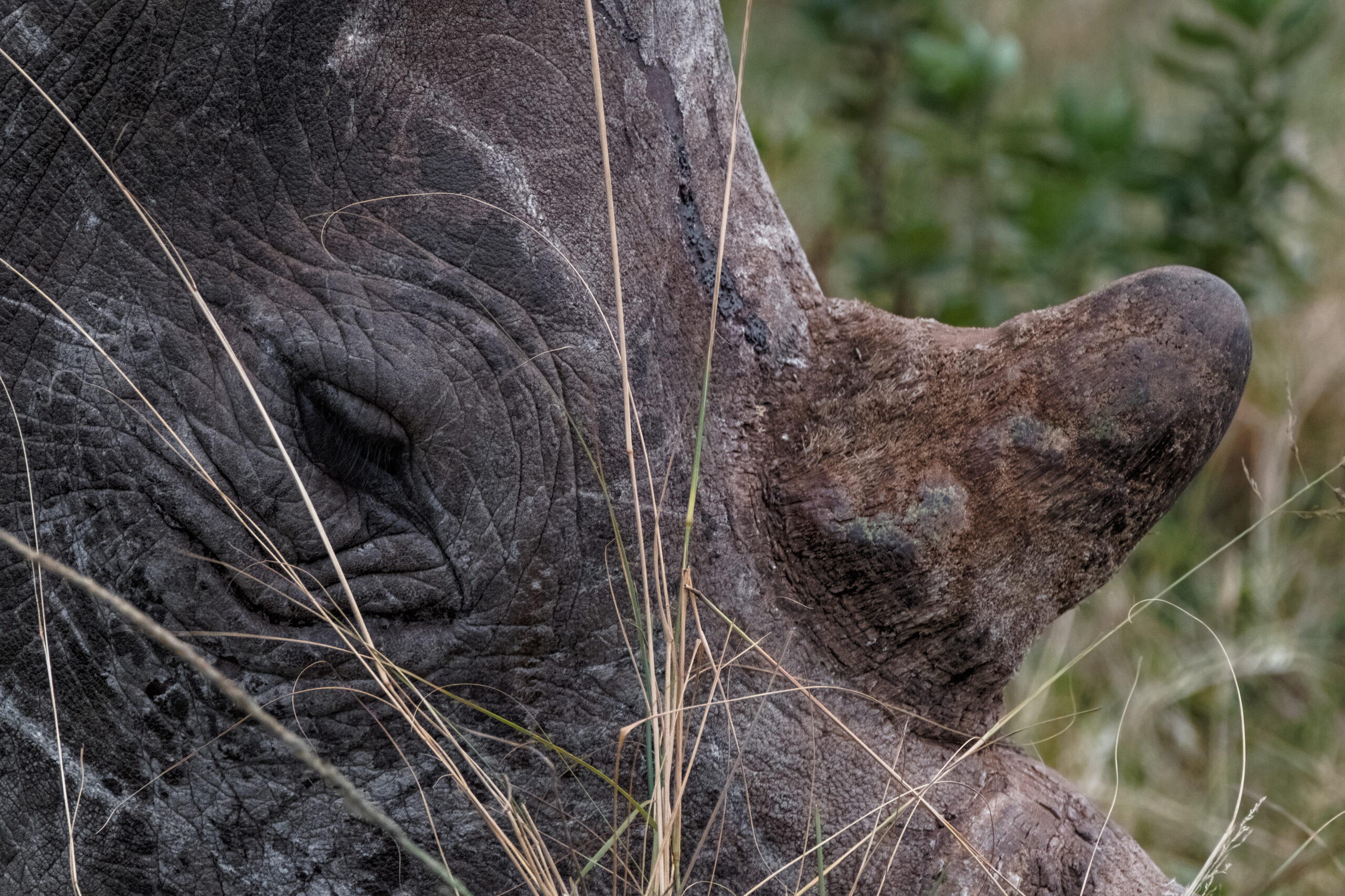 Vuoi prove moderne dell'evoluzione? Osserva gli elefanti del Mozambico