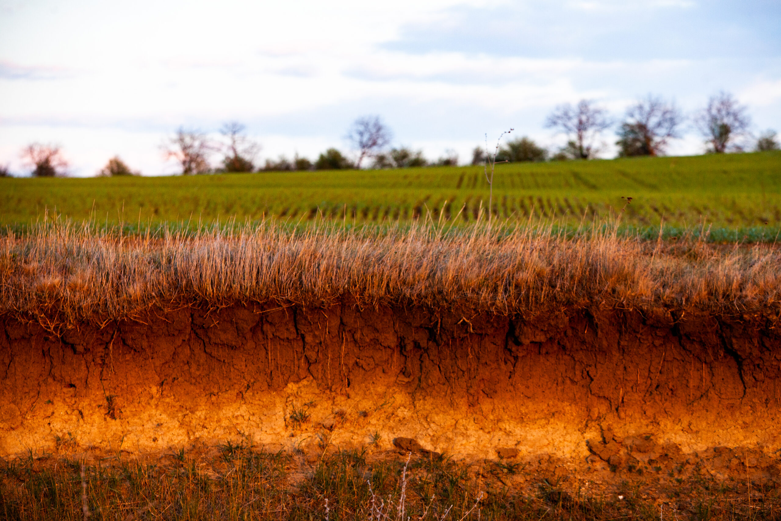 Il cambiamento climatico rappresenta una minaccia crescente per l'agricoltura nel Regno Unito