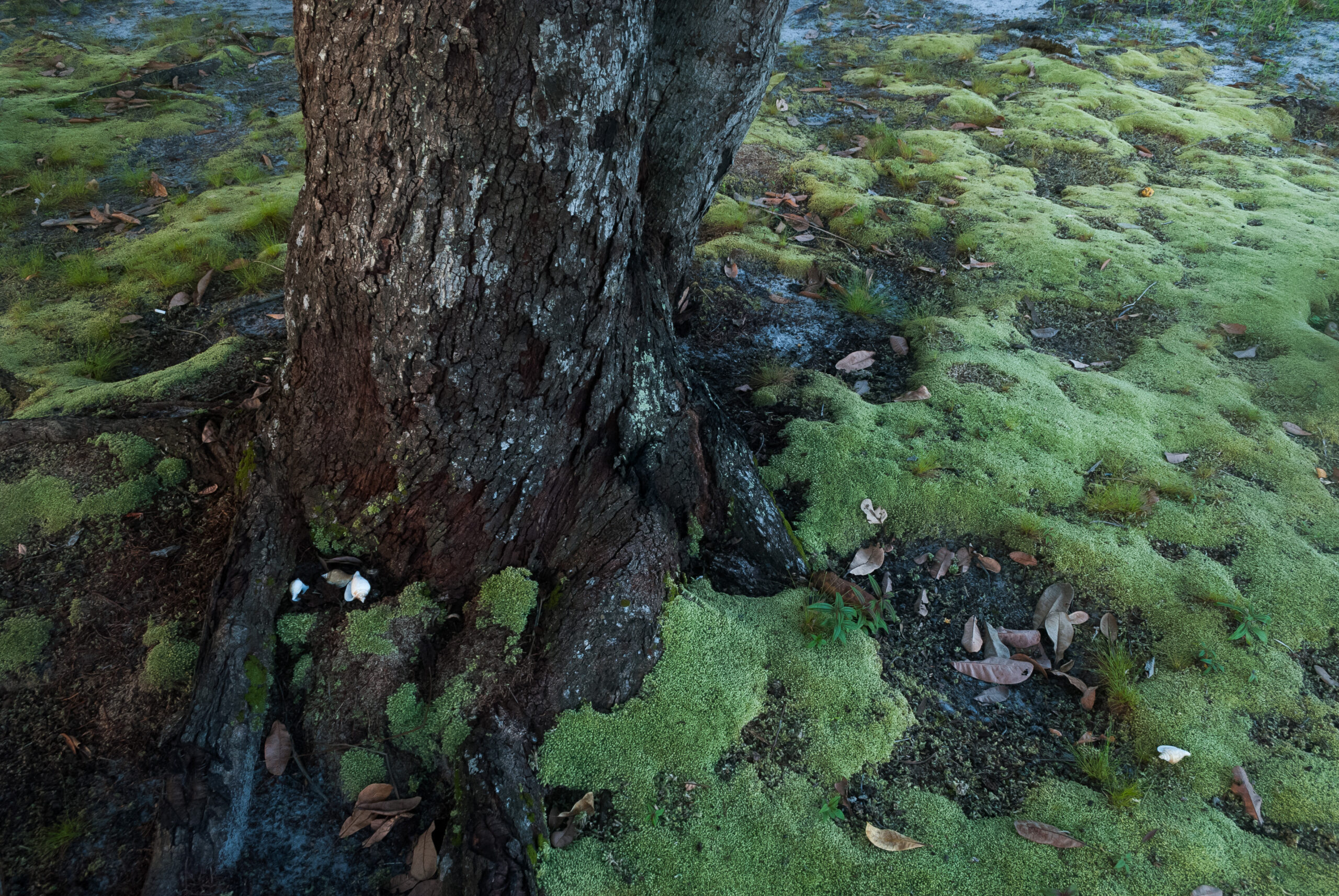 Scoperta foresta di 30 milioni di anni sotto le isole Falkland