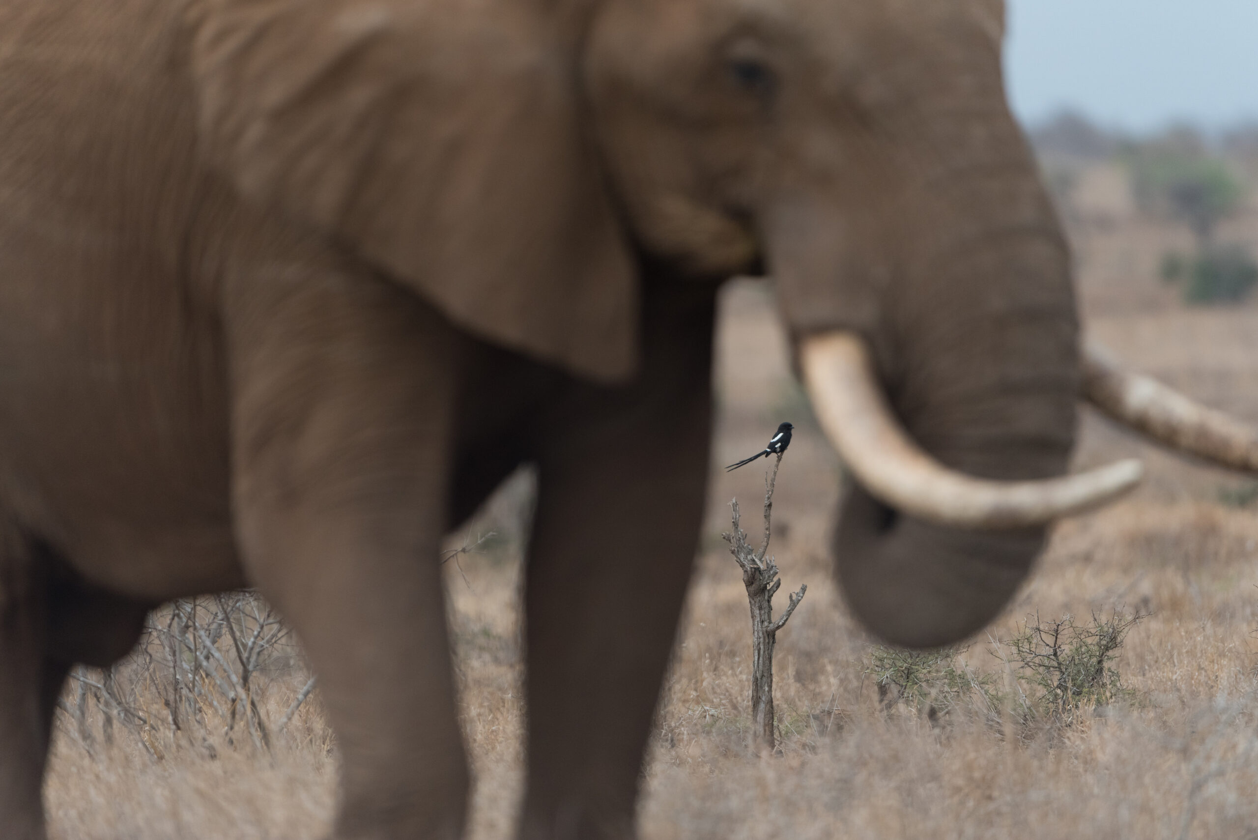 Api contro elefanti. La dolce soluzione del Kenya al conflitto con la fauna selvatica