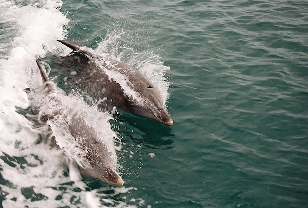 Avvistamento raro di balene di Bryde che “surfa” nelle acque australiane grazie alla citizen science