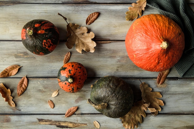 Perché la mia zucca ha delle verruche?