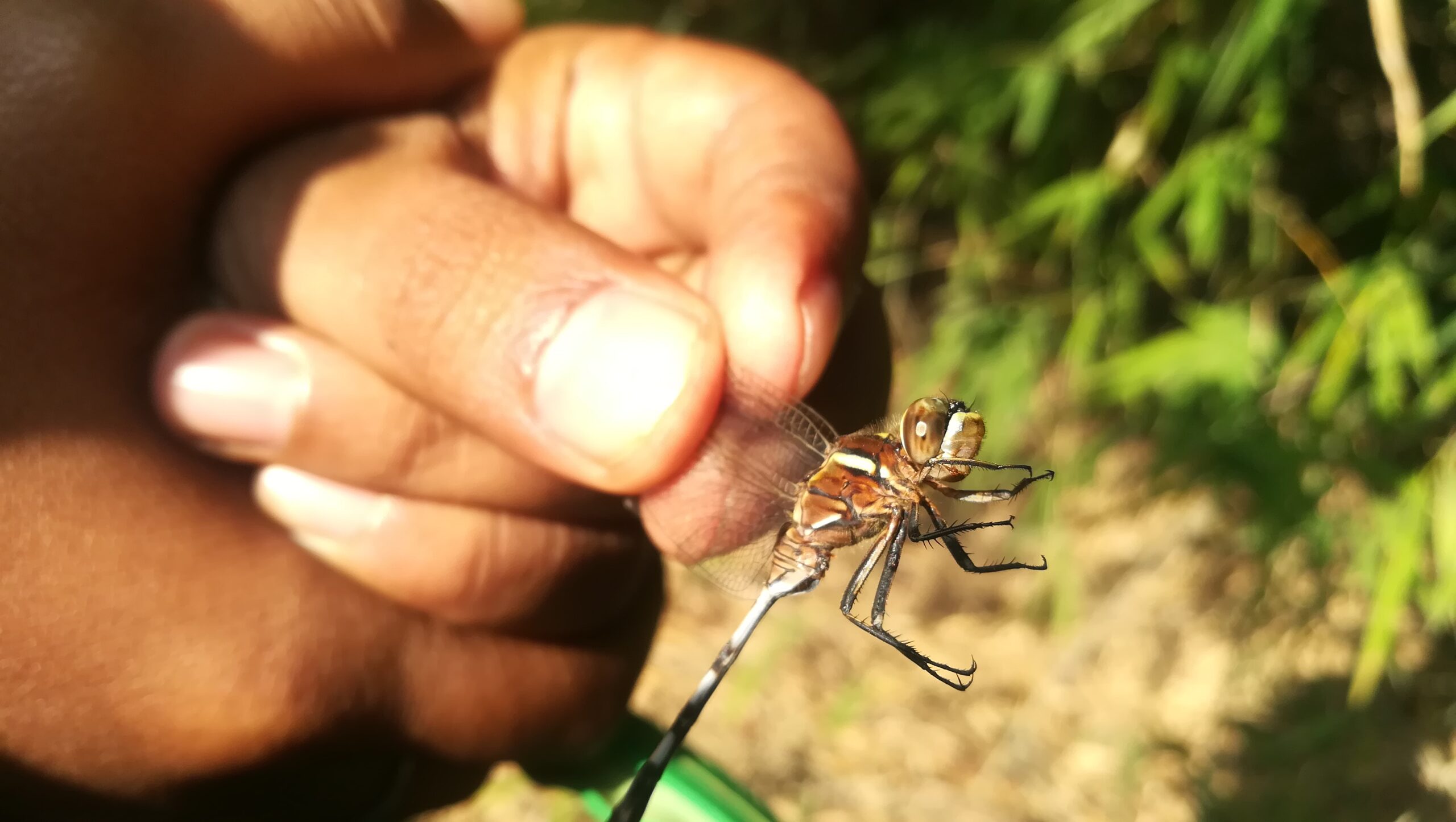 Zanzare con parassiti geneticamente modificati potrebbero immunizzare le persone contro la malaria