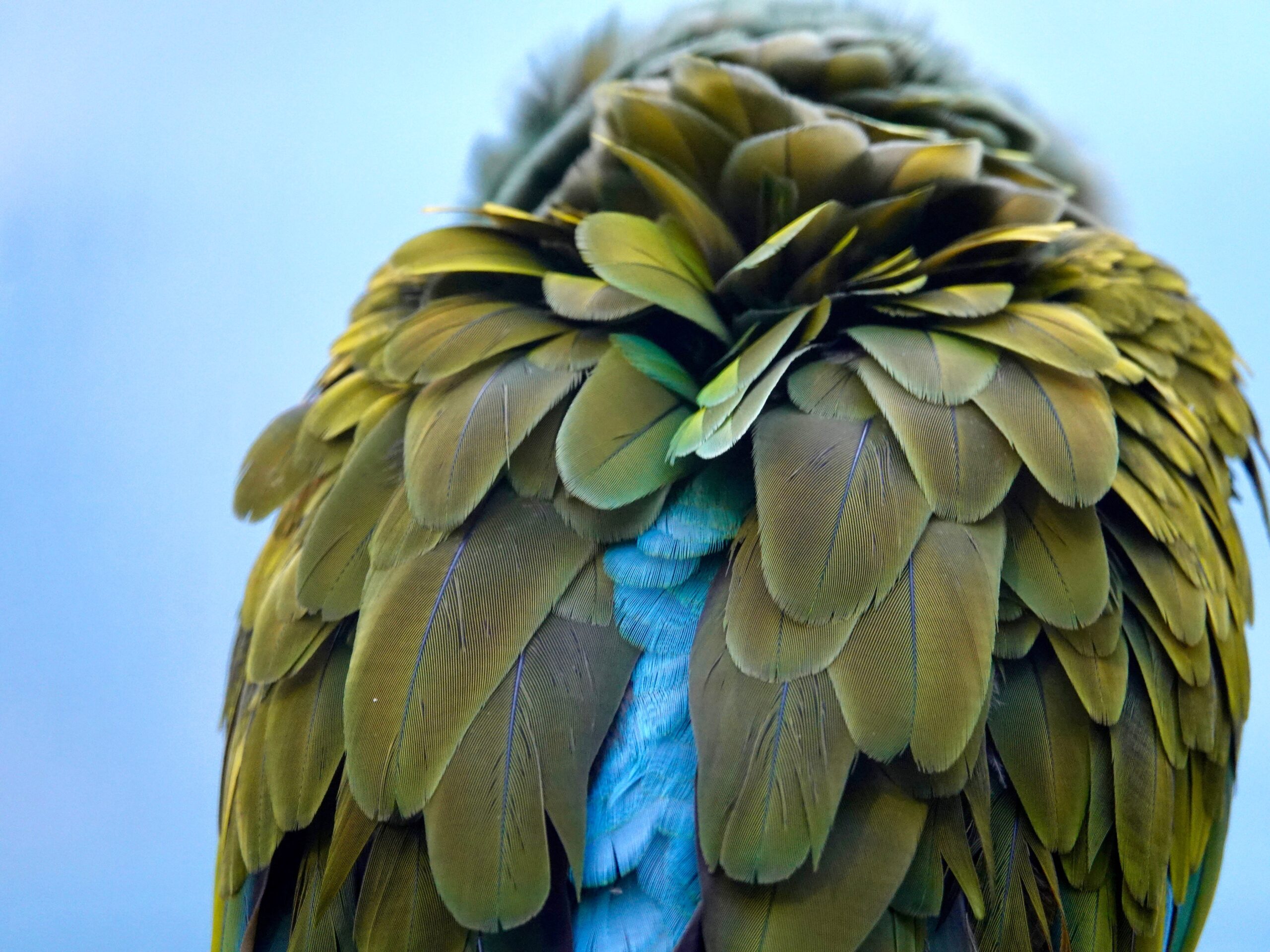 Il cervello di un uccello preistorico potrebbe essere una chiave per l’evoluzione degli uccelli