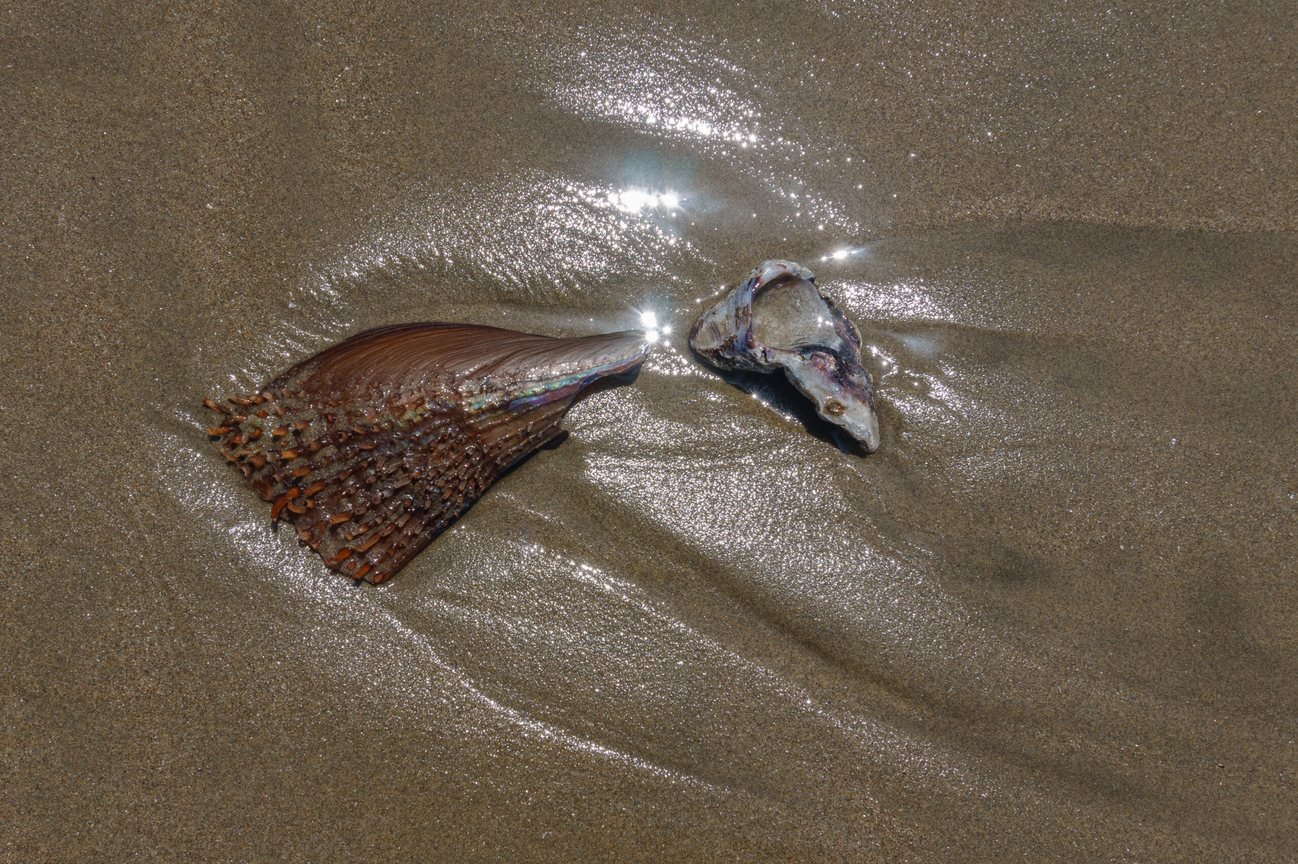 Delfino trovato su spiaggia del New Jersey sembra essere stato macellato da umani