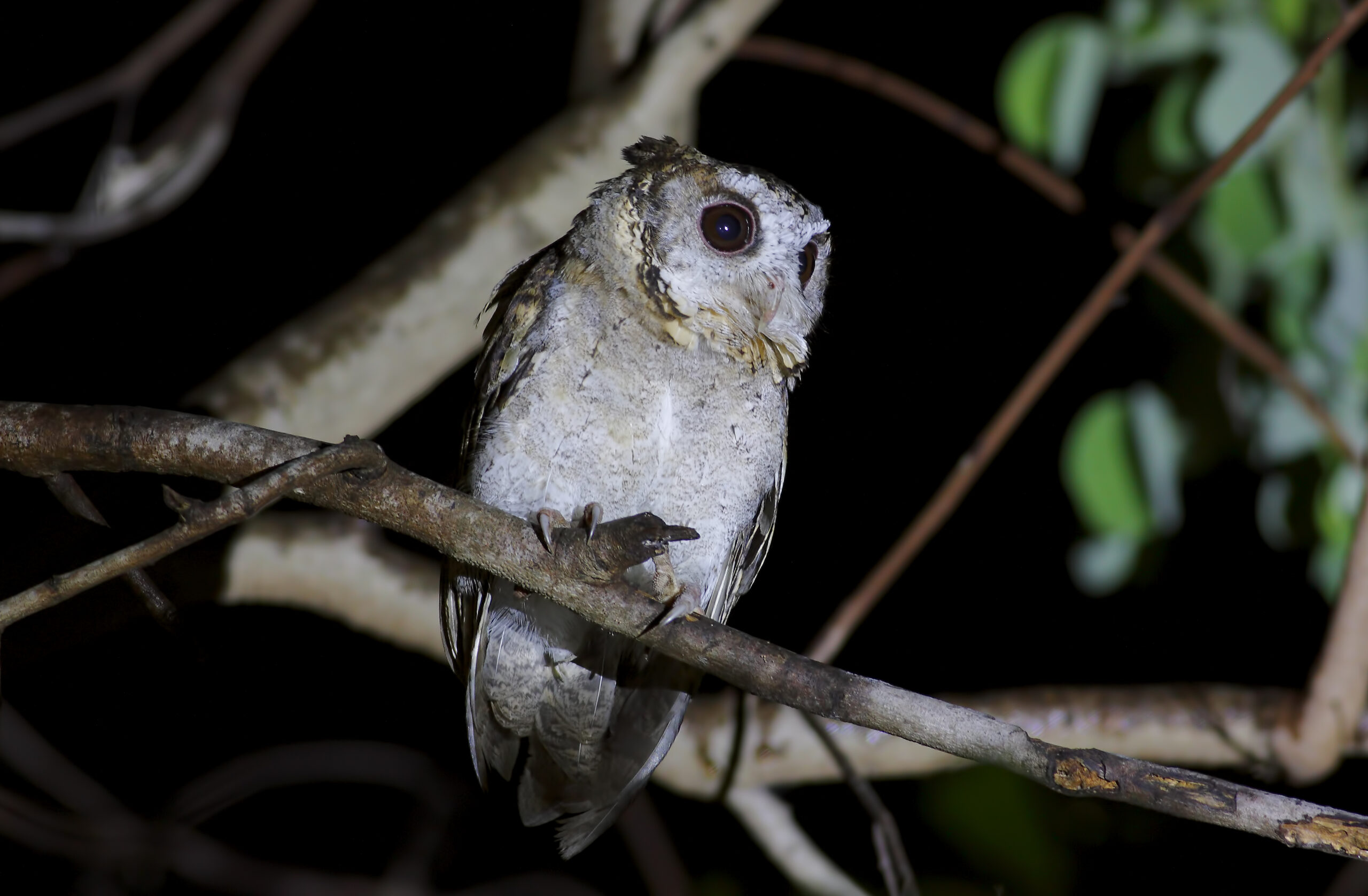 Incontra il grande potoo: l'uccello fantasma rumoroso ma sfuggente del Sud America