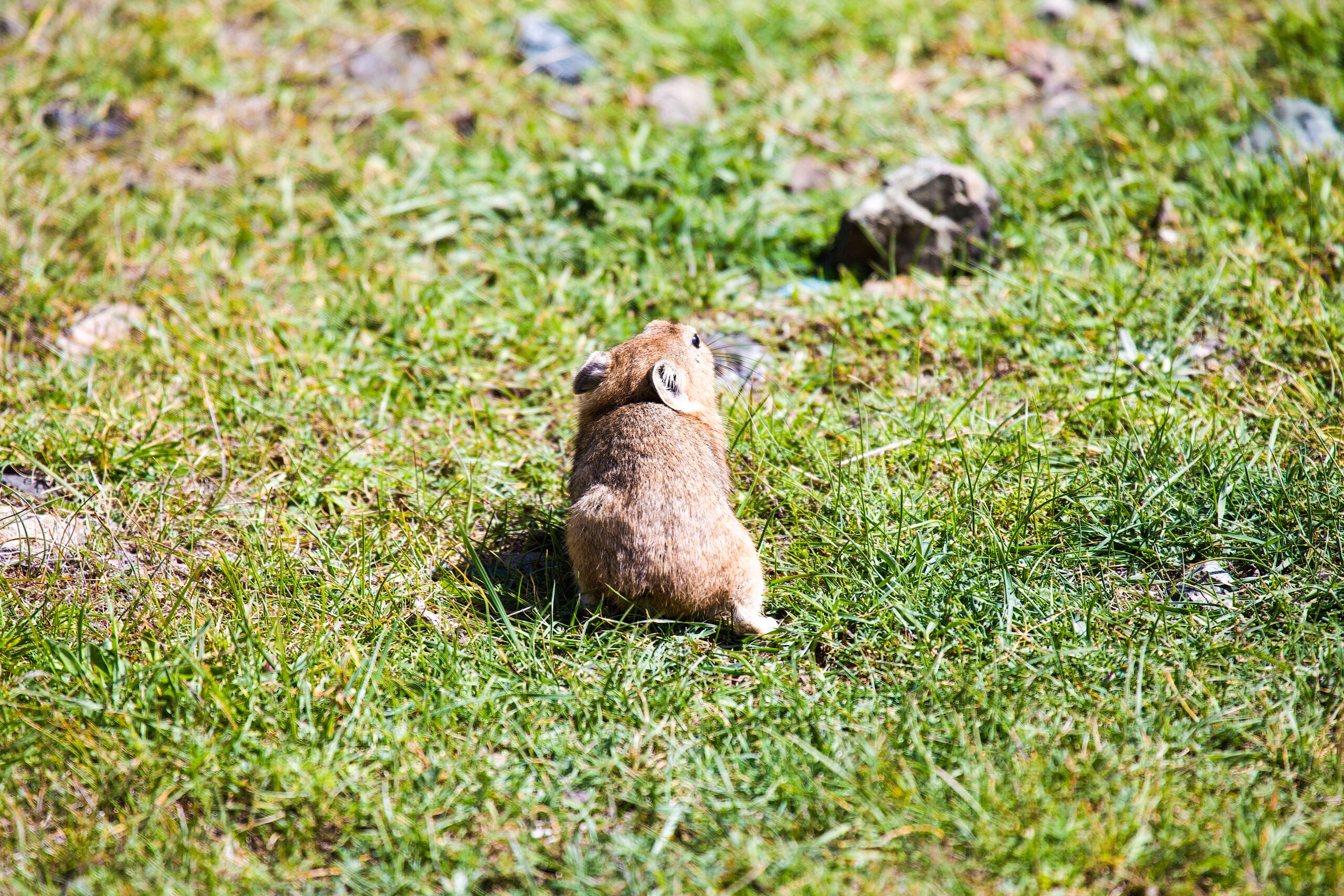 Il giorno in cui i gopher hanno riportato in vita il monte St. Helens. Un miracolo di 24 ore