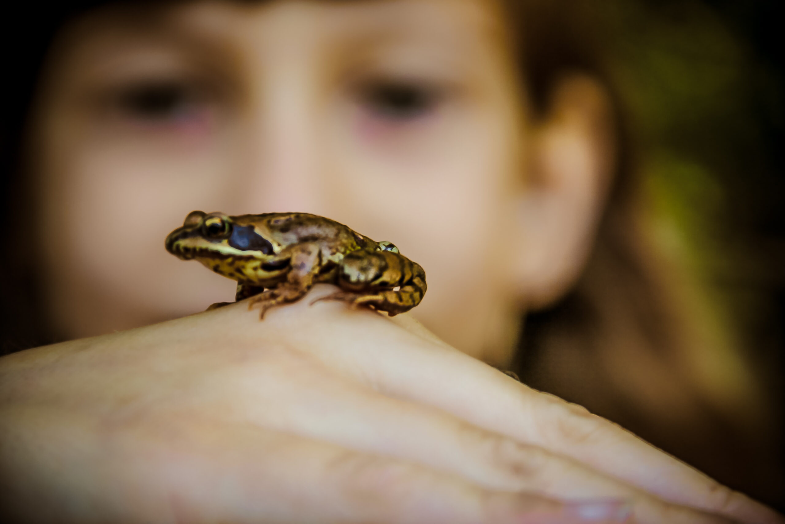 Scoperta di una nuova specie di rana bizzarra più piccola di un centimetro