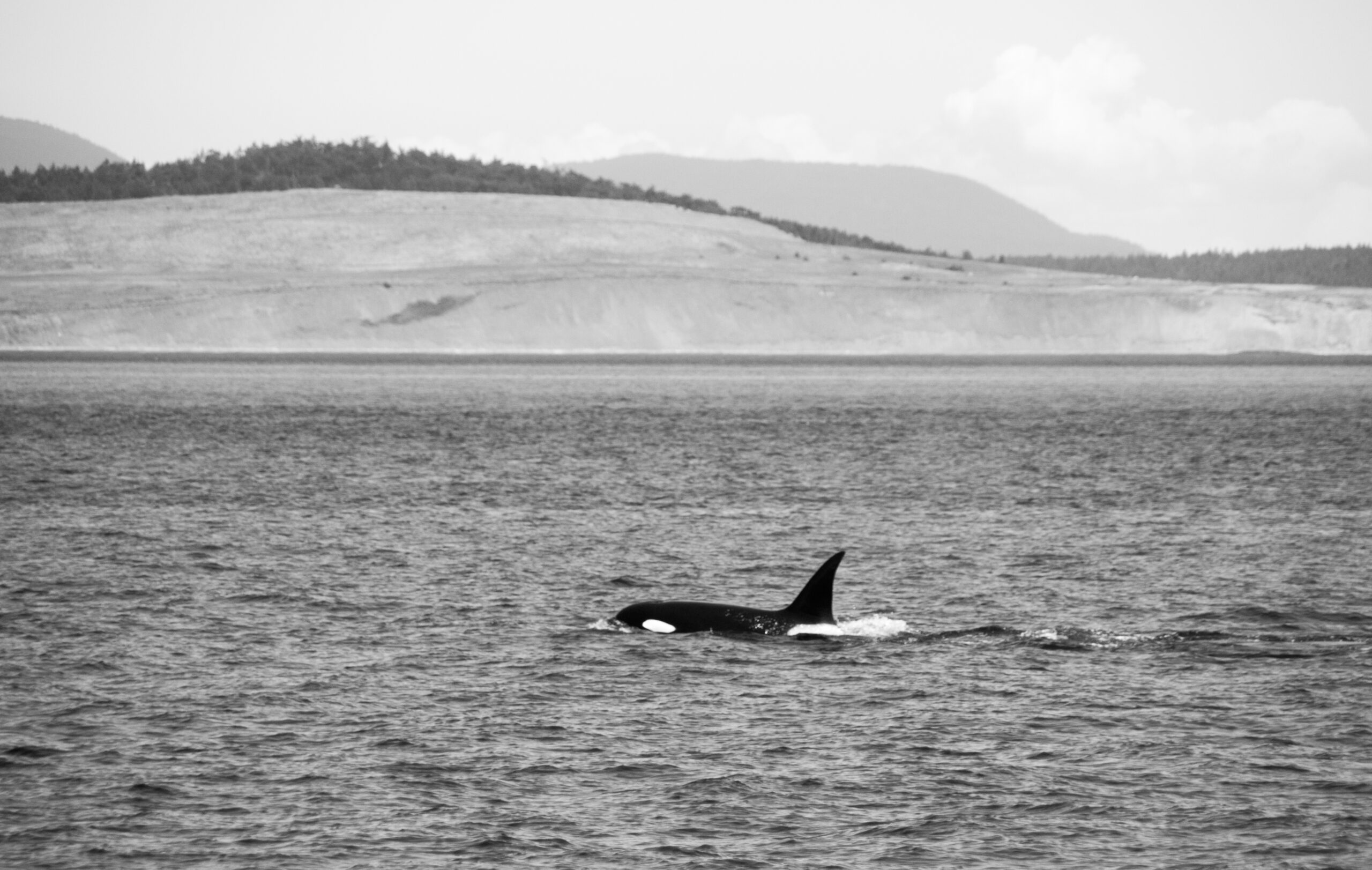 Le orche tornano a Penn Cove dopo oltre 50 anni. Prima volta storica