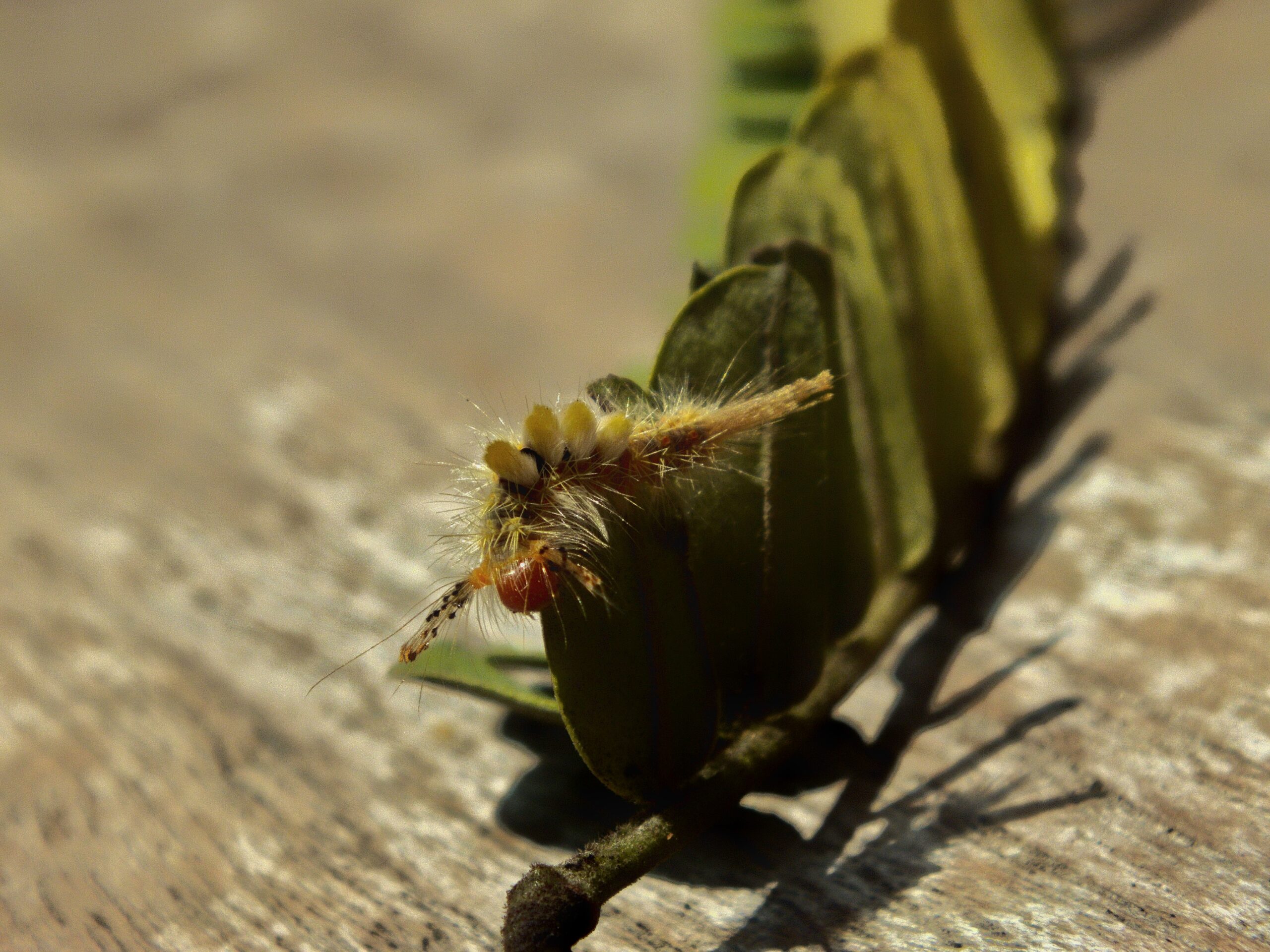 Le larve di libellula respirano dal sedere. Scopri altre curiosità