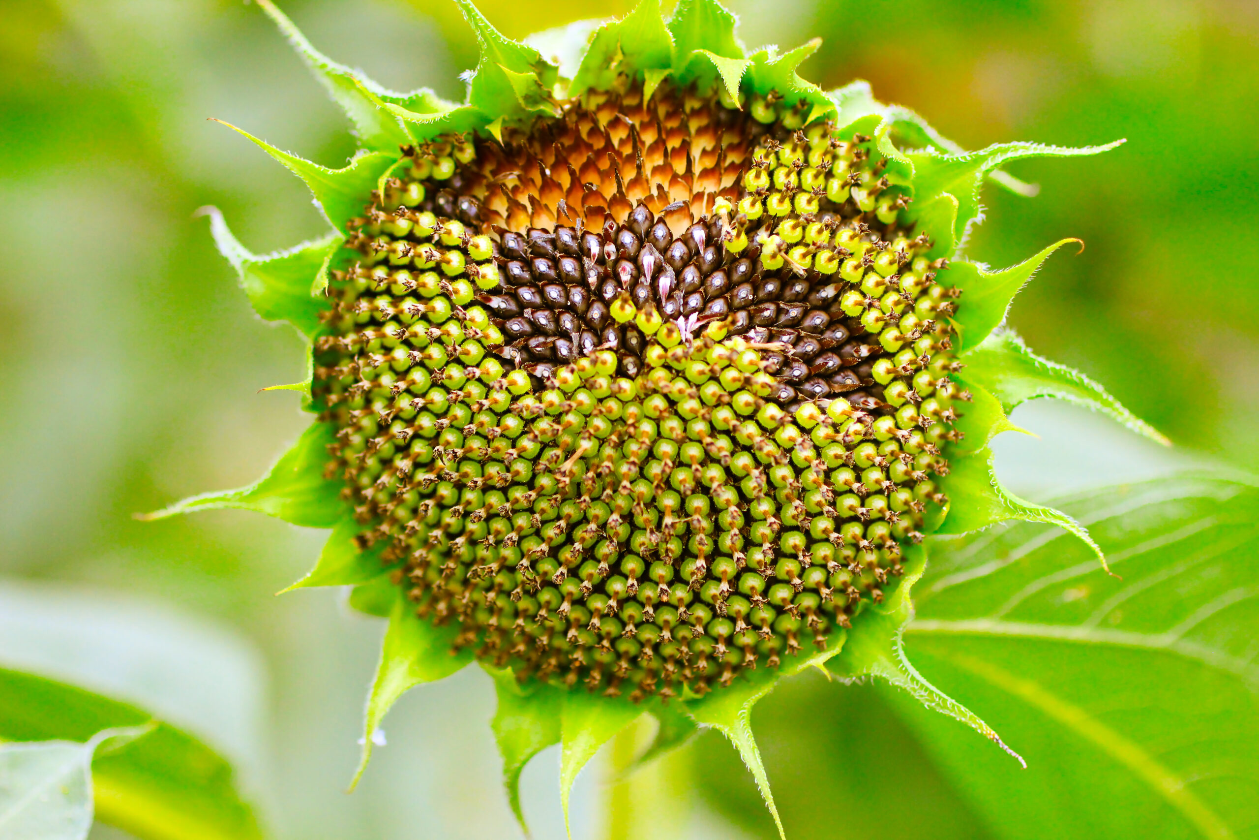 Virus ispirati alla natura formano “girasoli” viventi per combattere le malattie