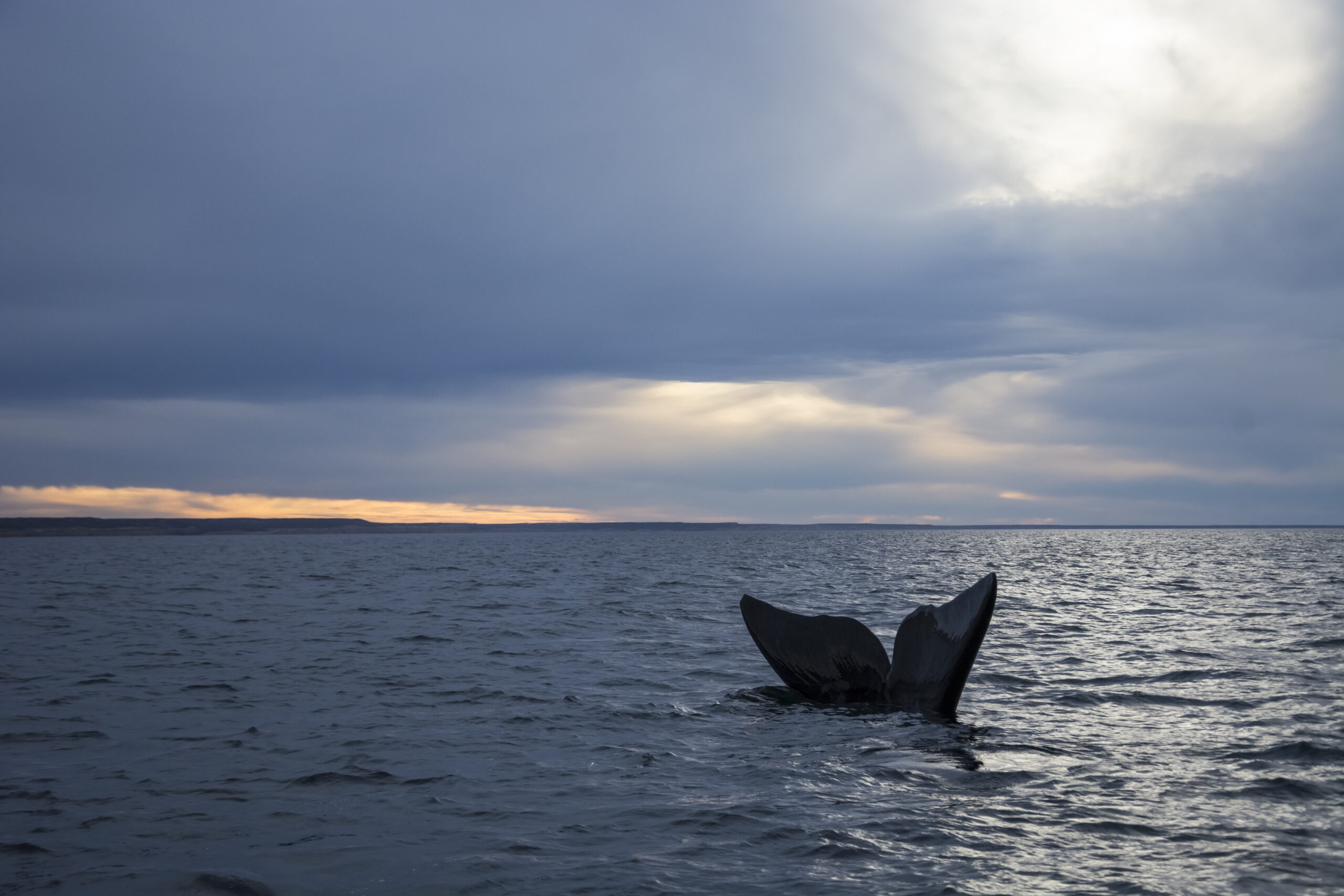 Delfino solitario nel Baltico. Unico a parlare con se stesso