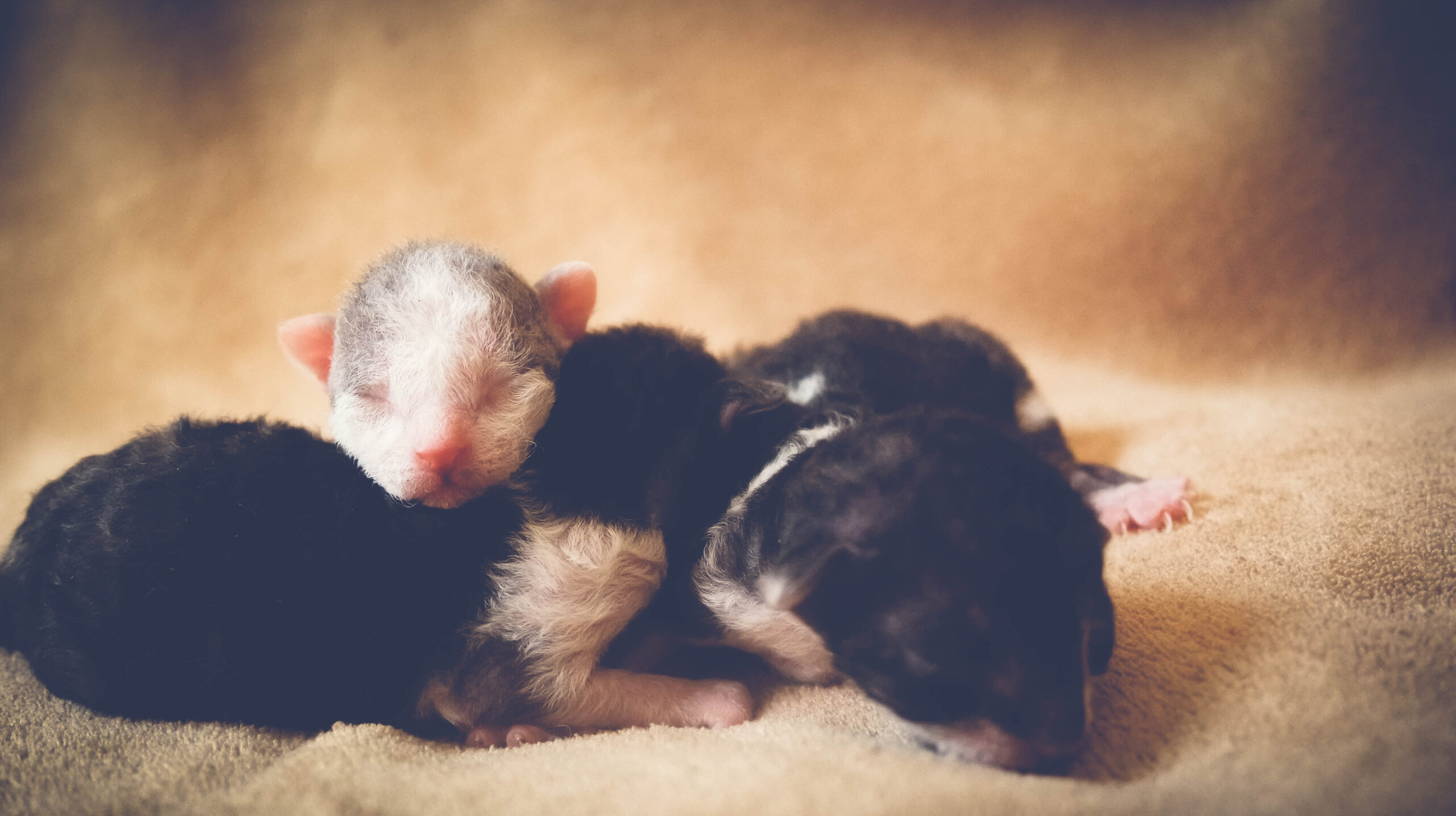 Nascita di cuccioli da furetto dai piedi neri clonato. Primo caso al mondo adorabile