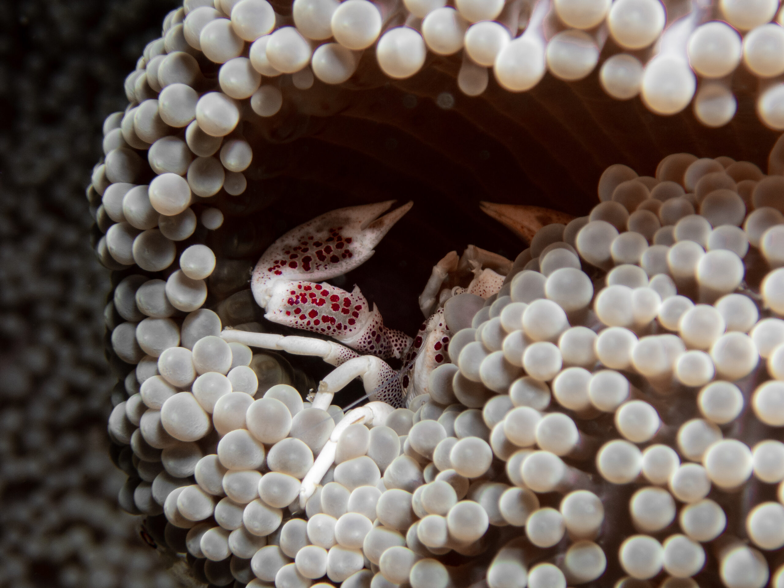 Video ipnotico mostra un papà di seadragon che tiene 250 uova sulla coda