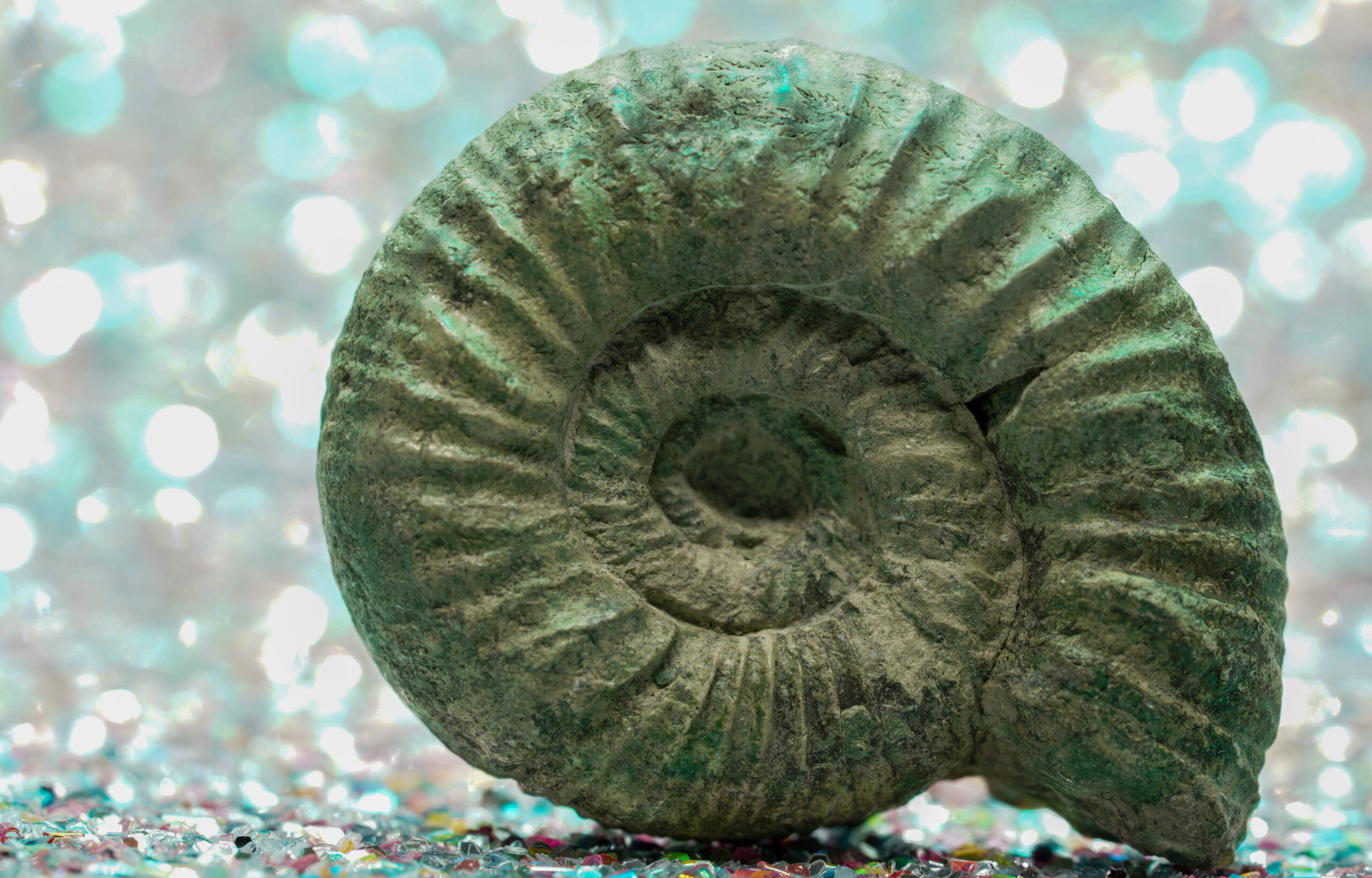 Ammonite di 71 milioni di anni è anche una rara e iridescente gemma preziosa