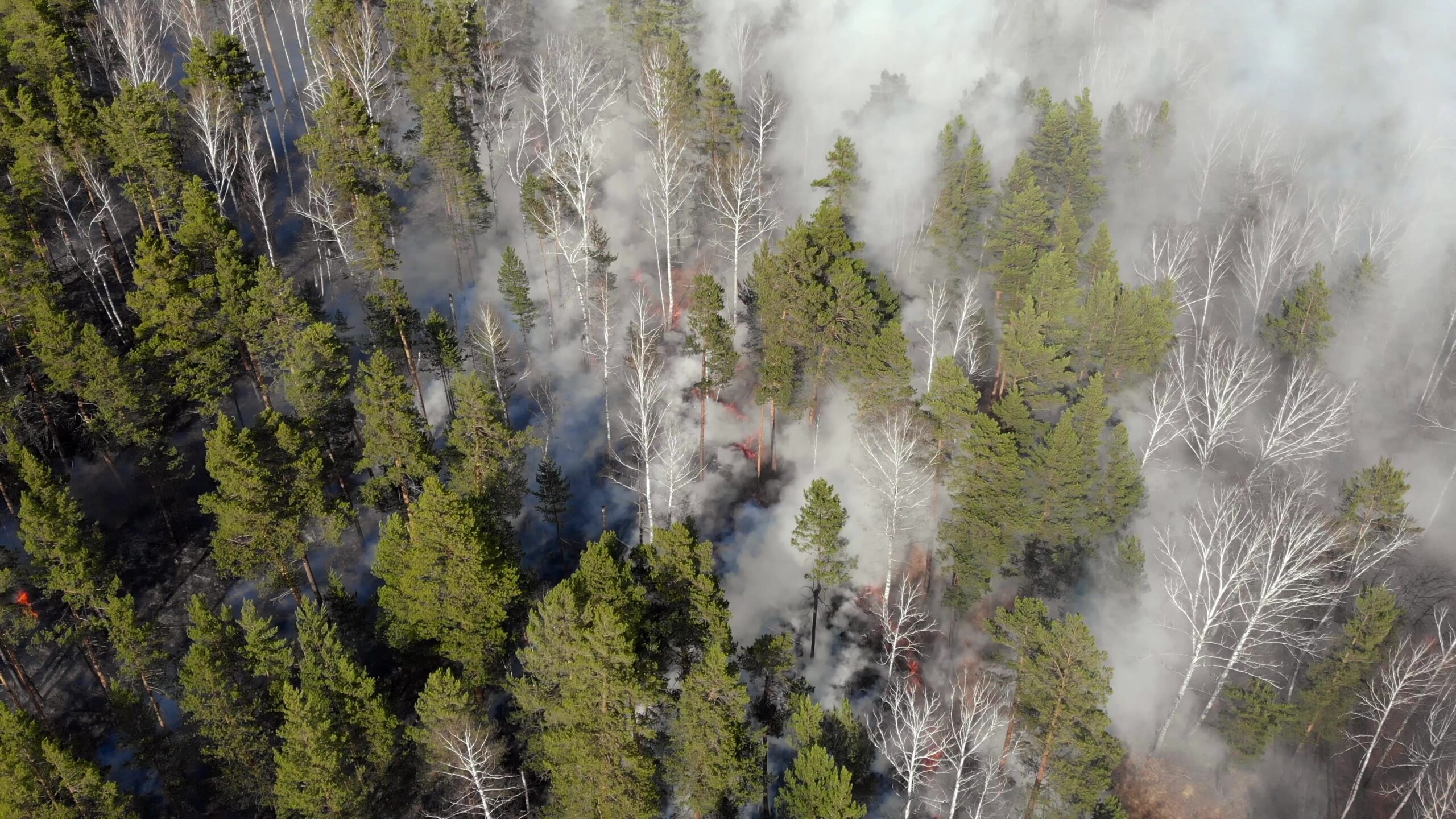 Studio rivela che il cambiamento climatico ha triplicato la probabilità di incendi in Canada nel 2023