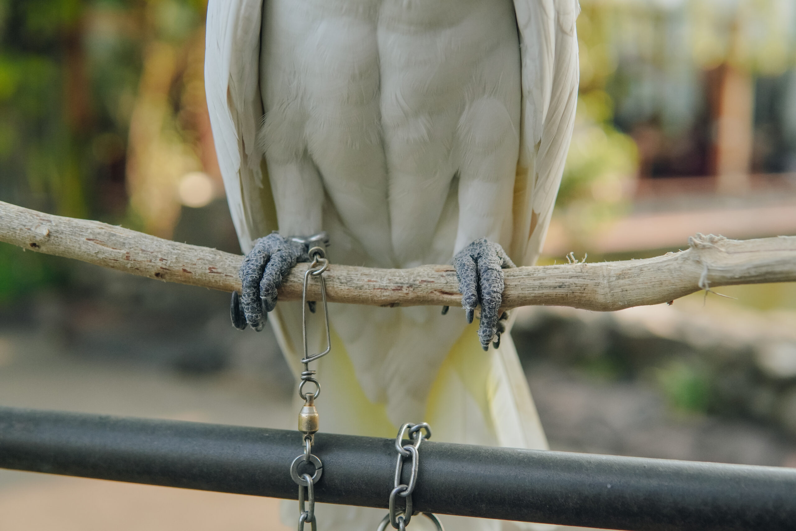 Incontra il grande potoo: l’uccello fantasma rumoroso ma sfuggente del Sud America