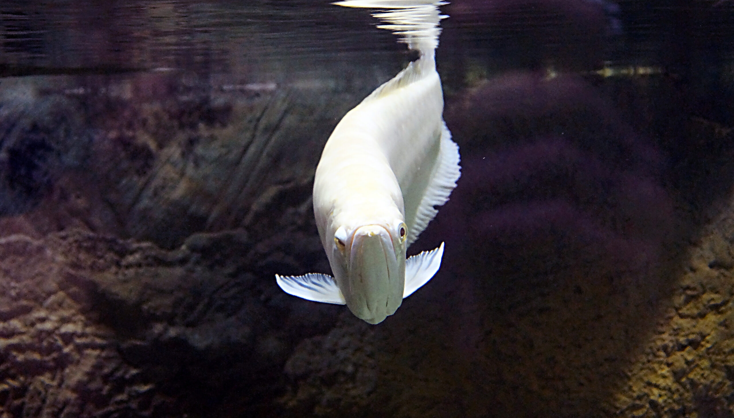 Morte della quinta beluga quest'anno a Marineland in Canada. Richieste di trasparenza