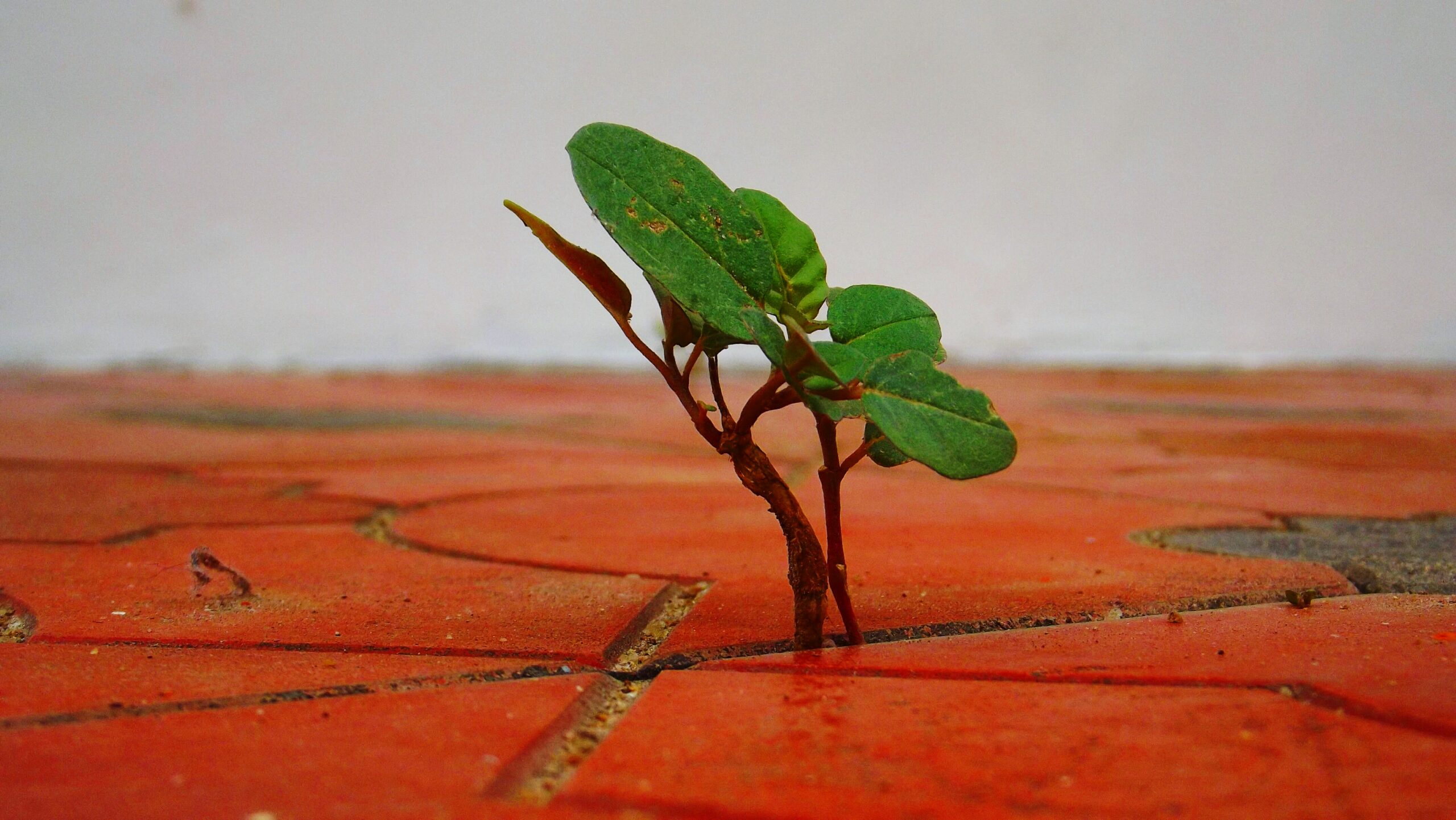 Il cambiamento climatico sta invadendo il tuo giardino?