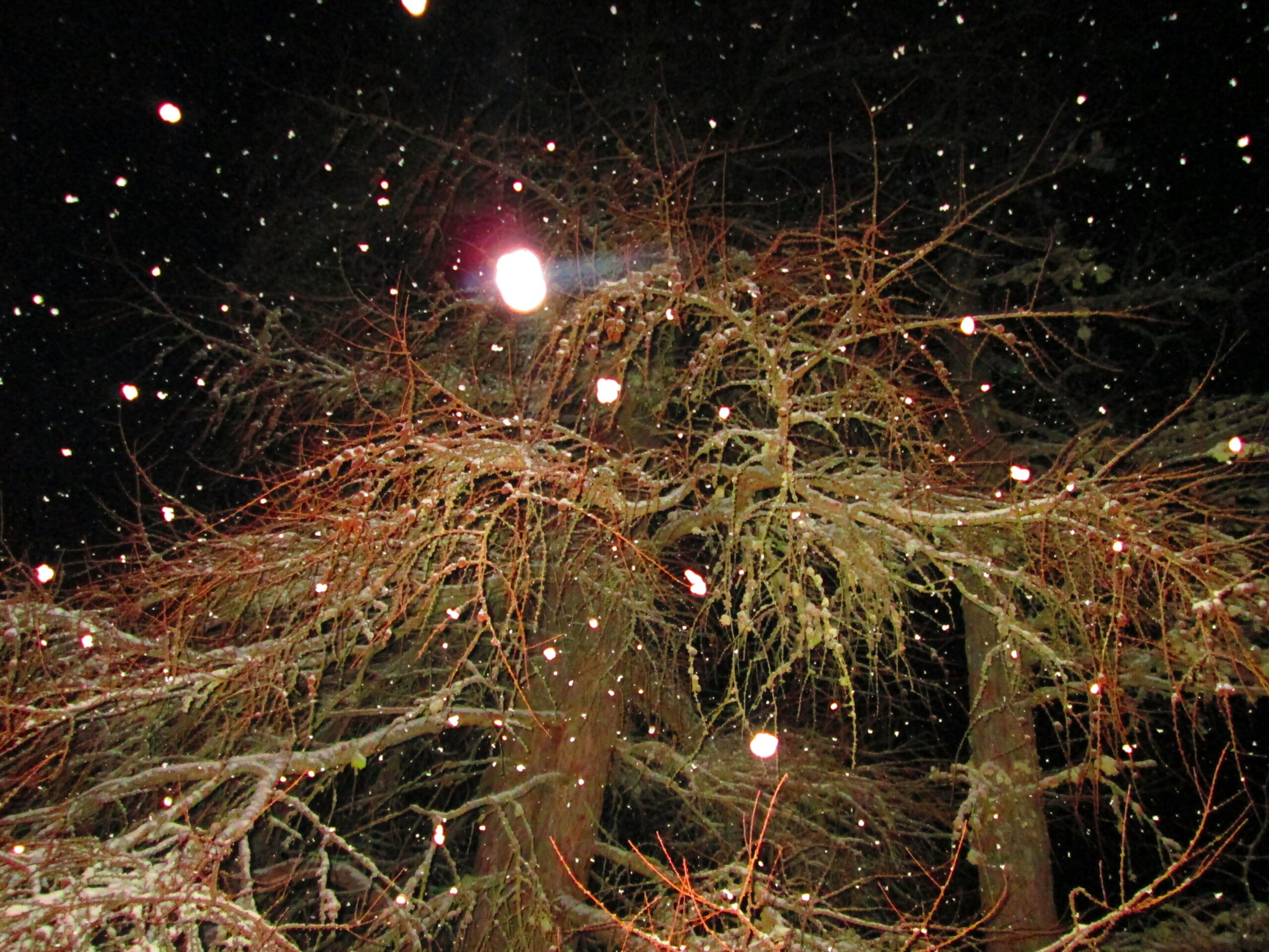 Fenomeno dei red sprites vince il primo posto al Weather Photographer of the Year 2024