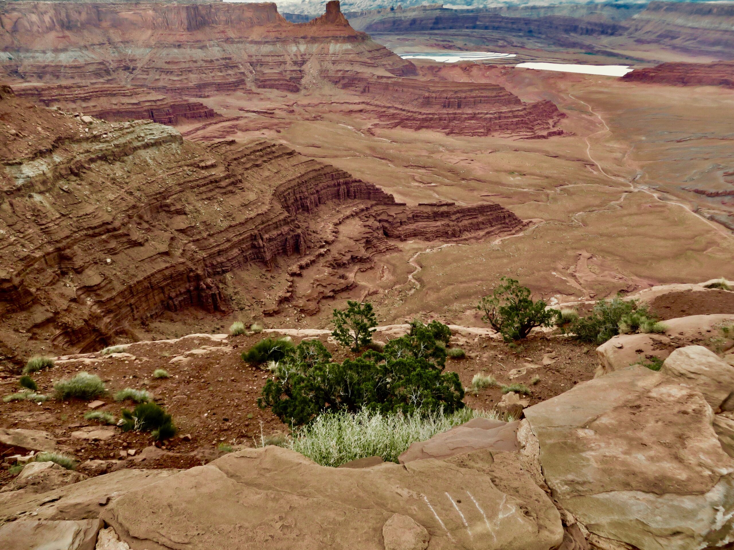 Un’enorme massa in Utah ha 80.000 anni ed è tra gli organismi più antichi della Terra