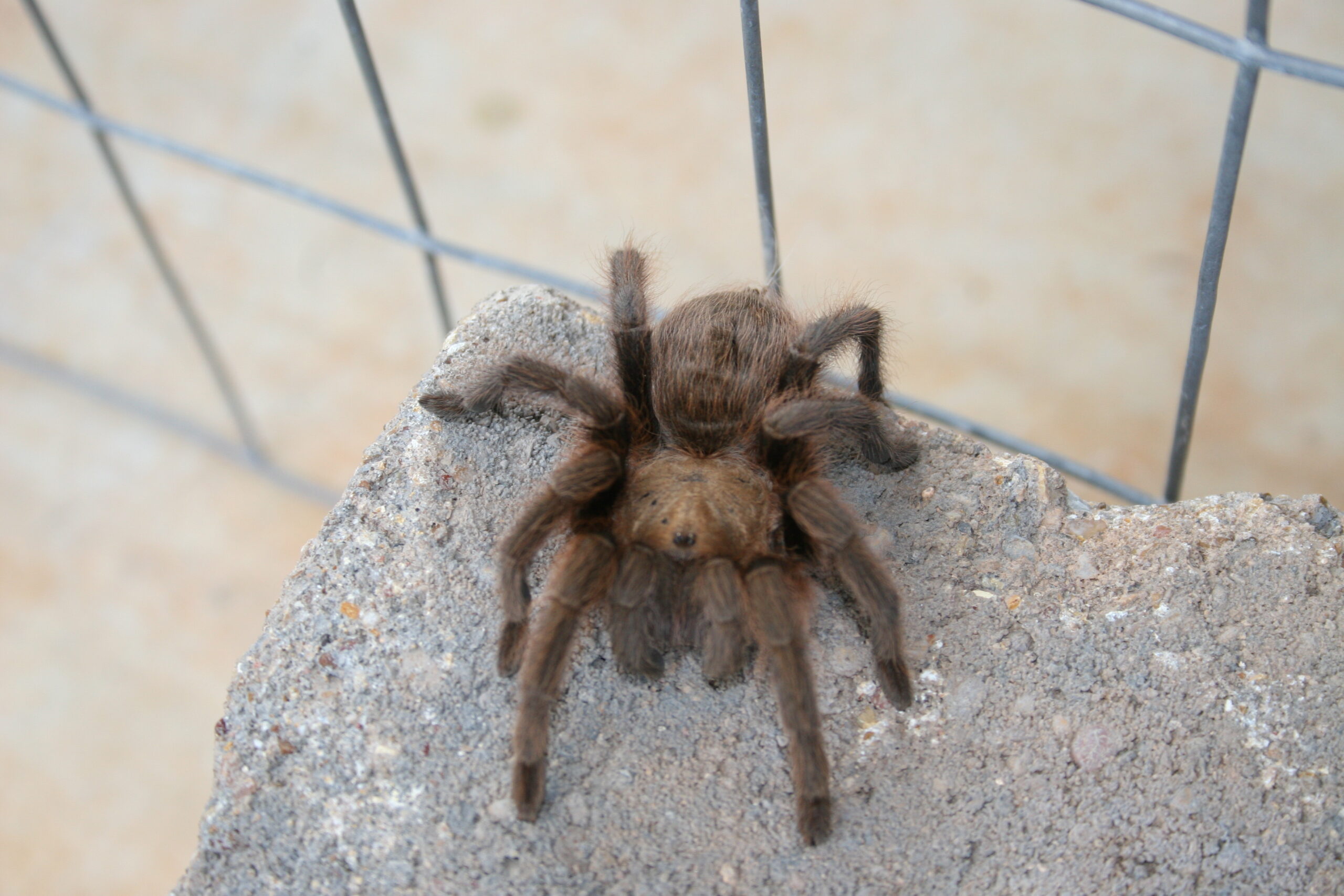 Una rara tarantola metà maschio e metà femmina è nata in Uruguay